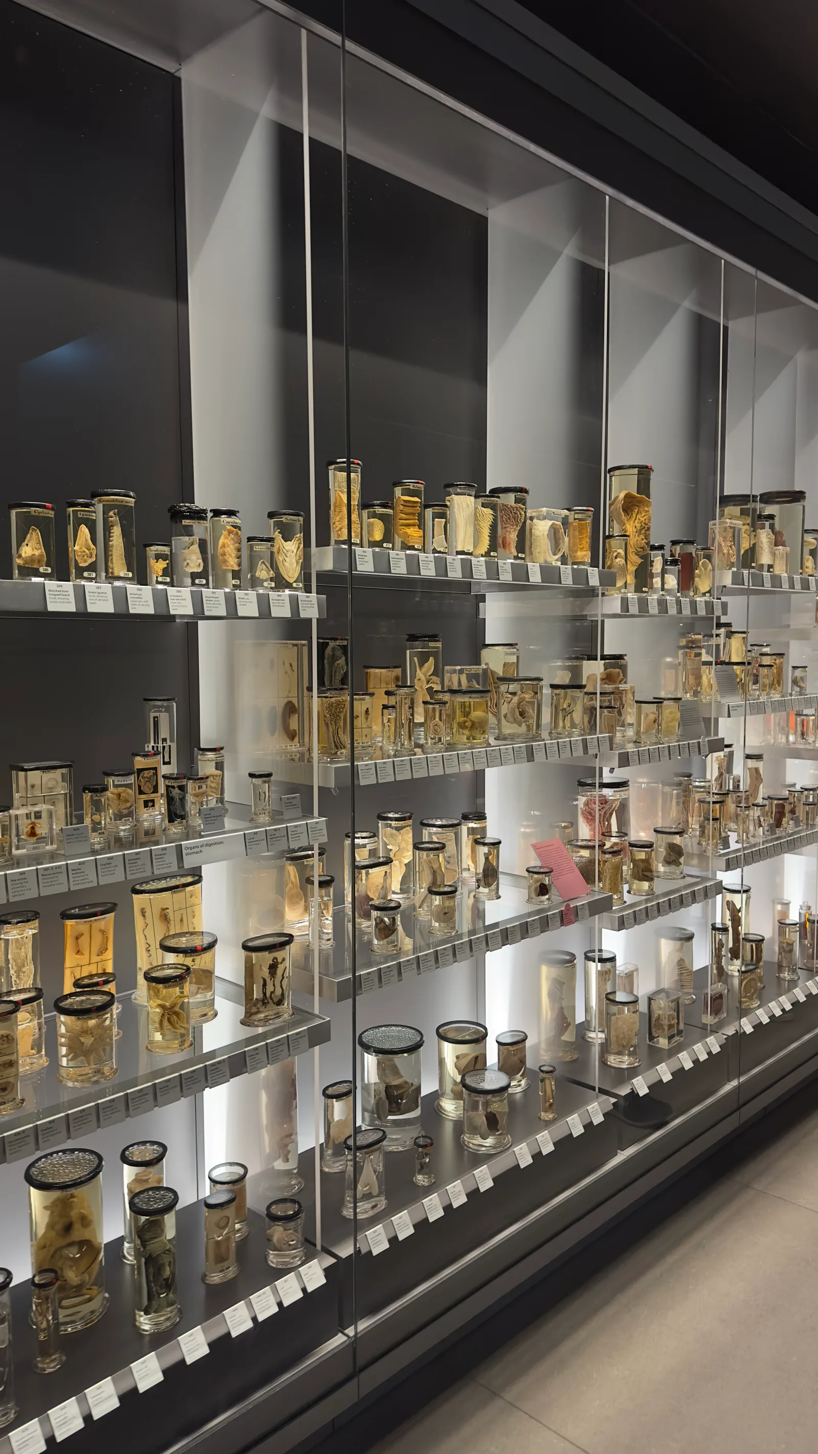 Interior at Hunterian Museum London — travel photo