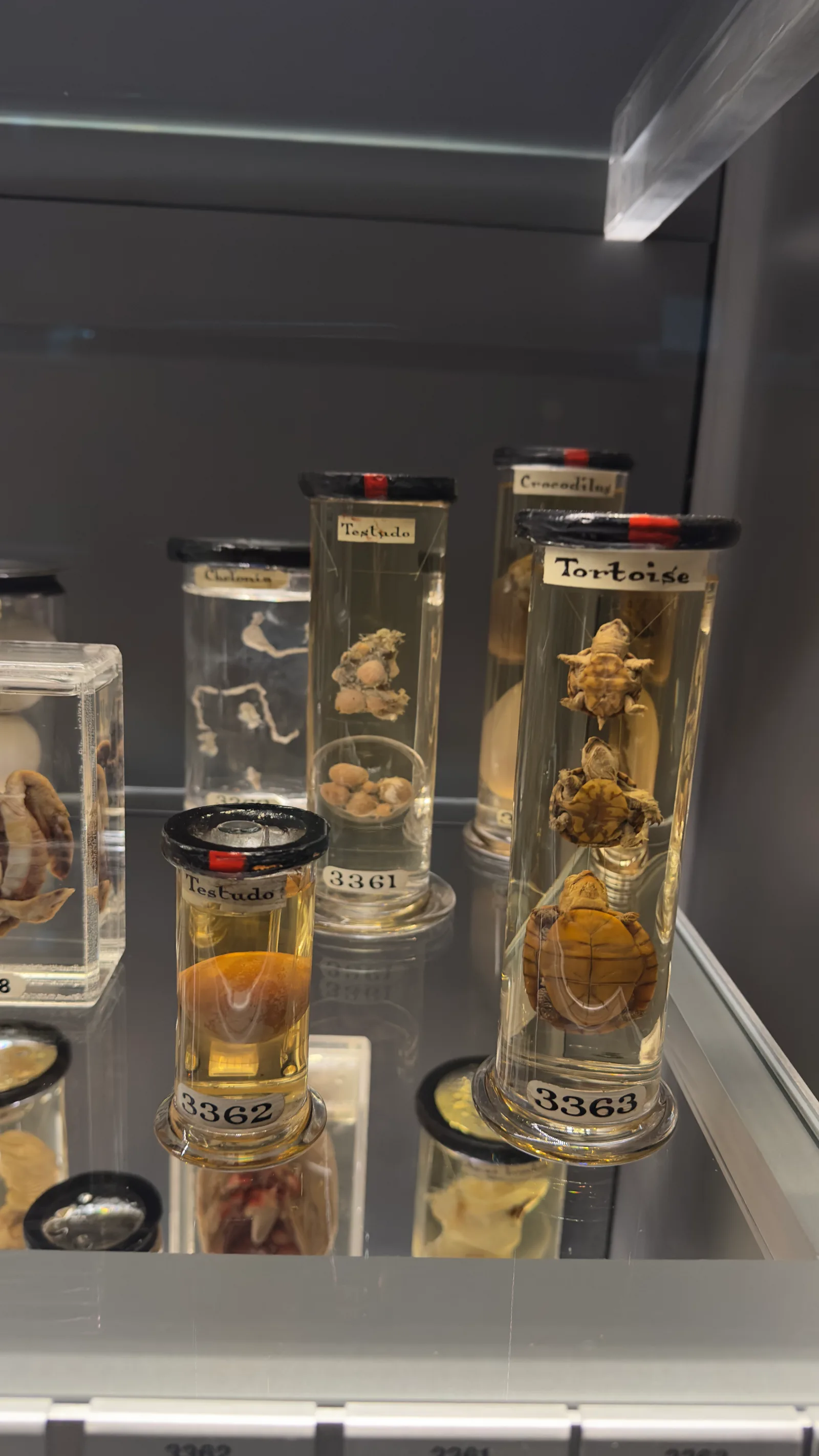 Details at Hunterian Museum London — travel photo
