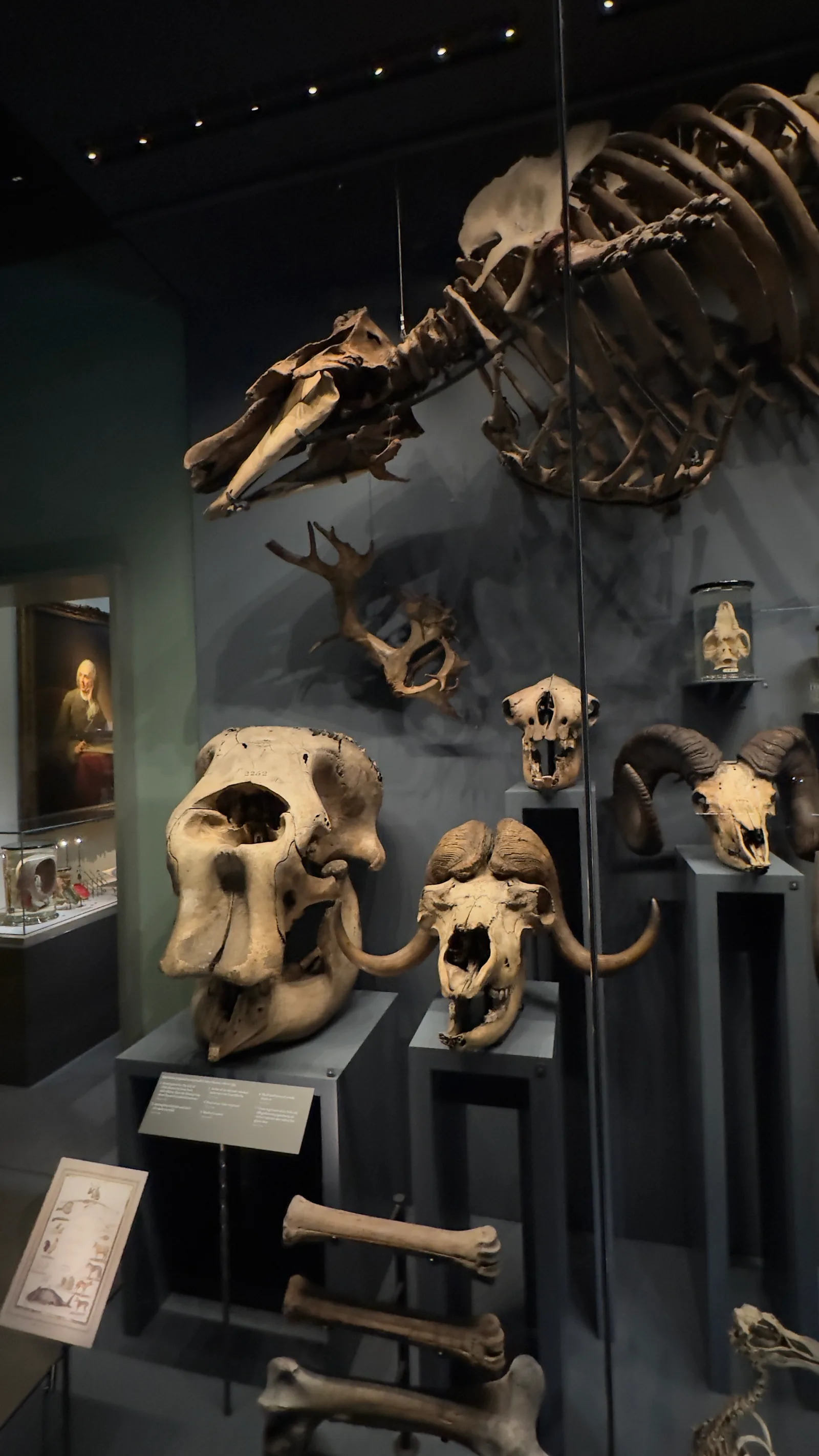 Atmosphere at Hunterian Museum London — travel photo