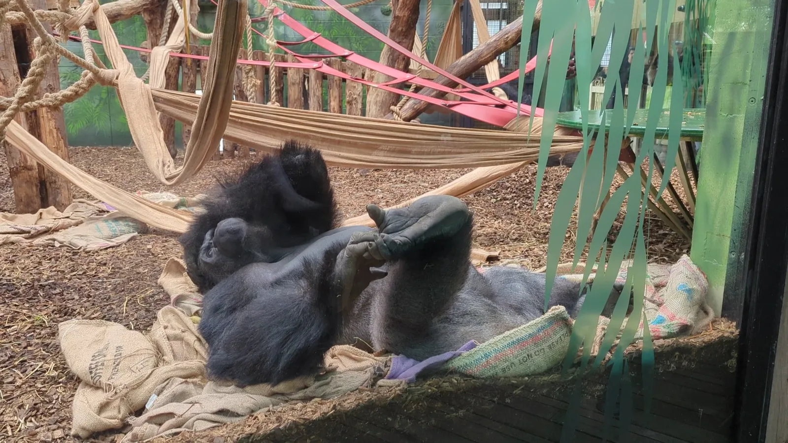Main view at London Zoo London — travel photo