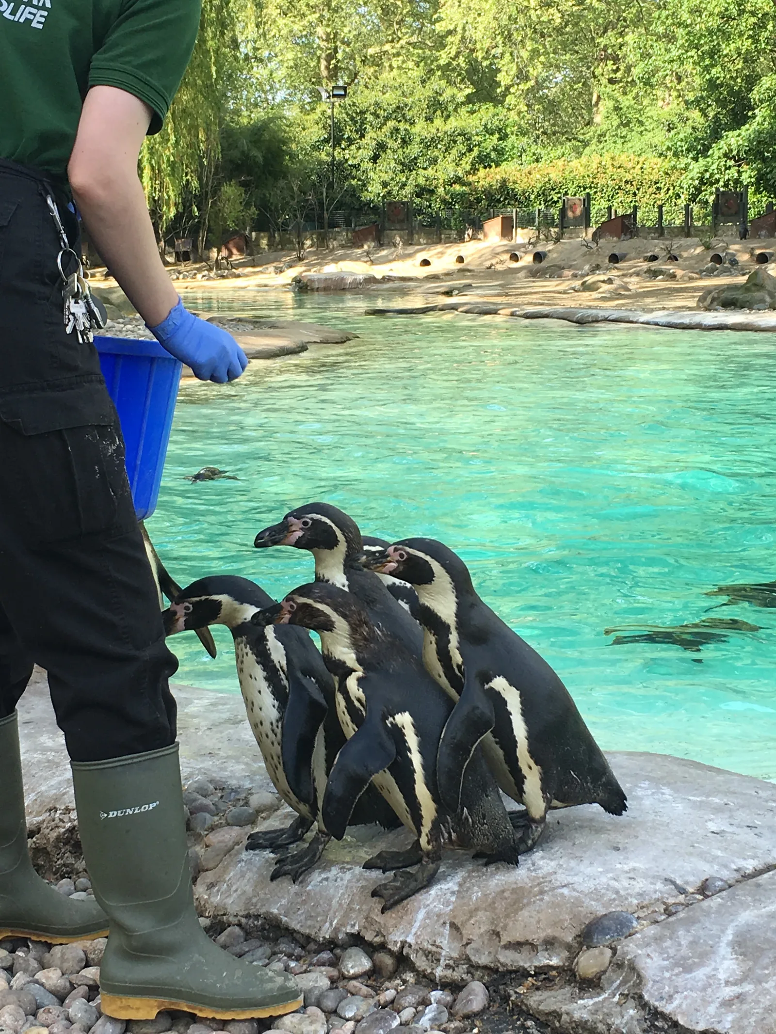 Details at London Zoo London — travel photo