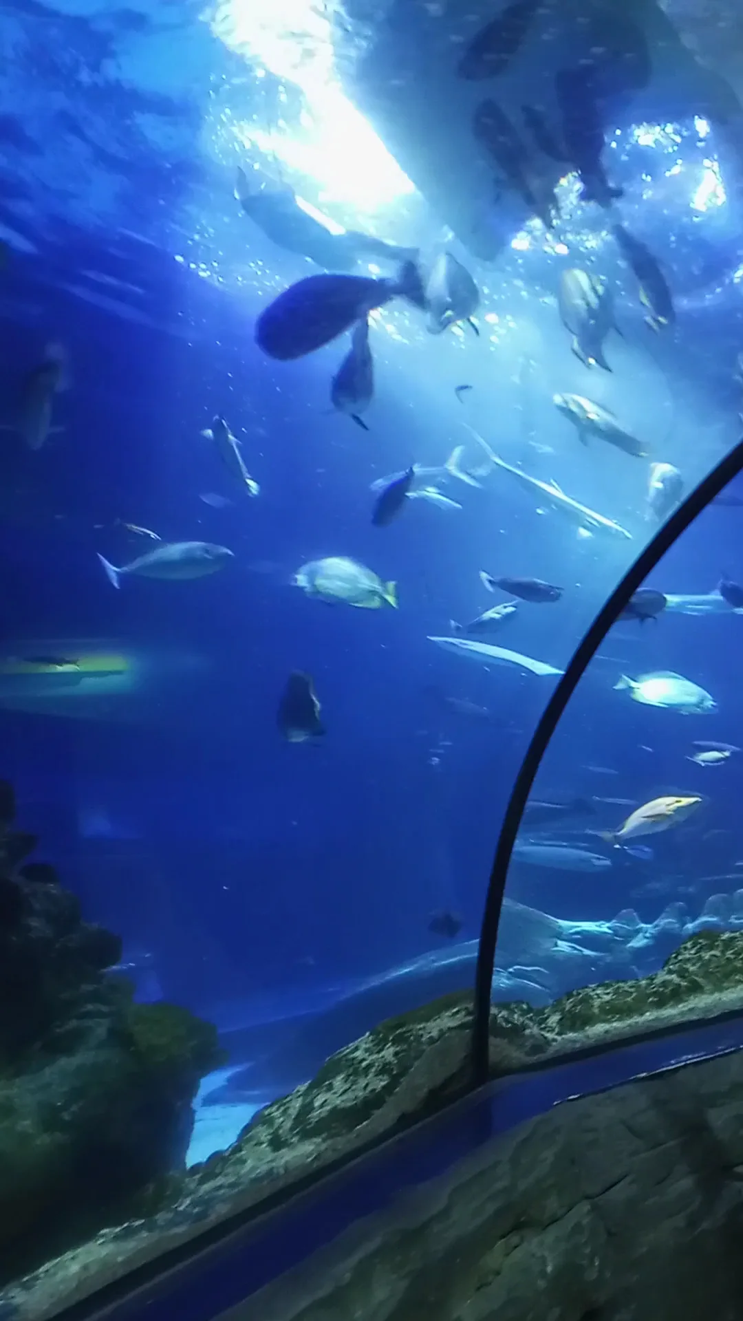 Main view at SEA LIFE London Aquarium London — travel photo