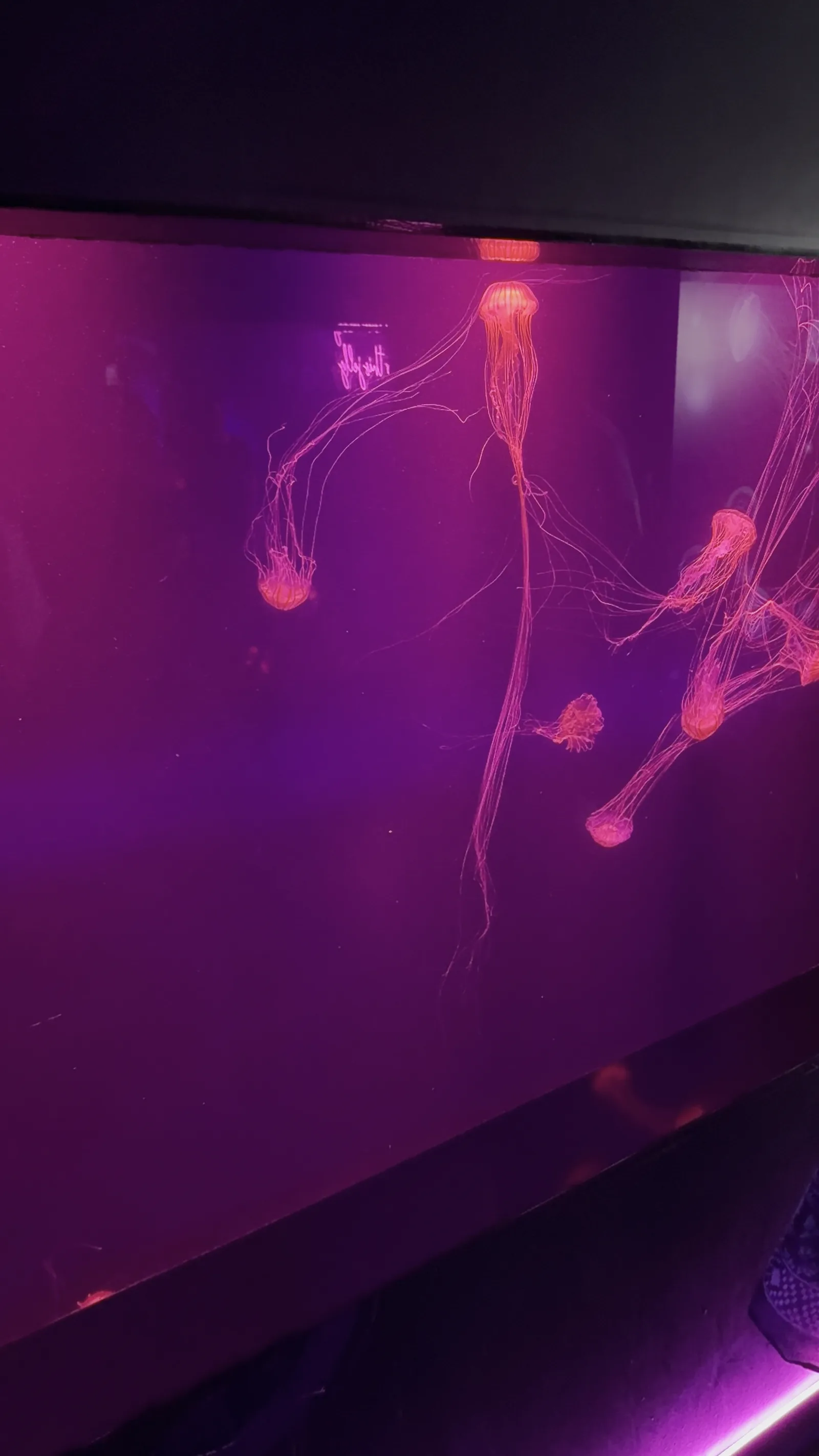 Details at SEA LIFE London Aquarium London — travel photo