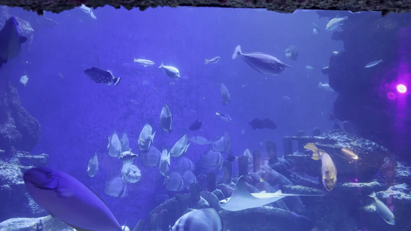 Atmosphere at SEA LIFE London Aquarium London — travel photo