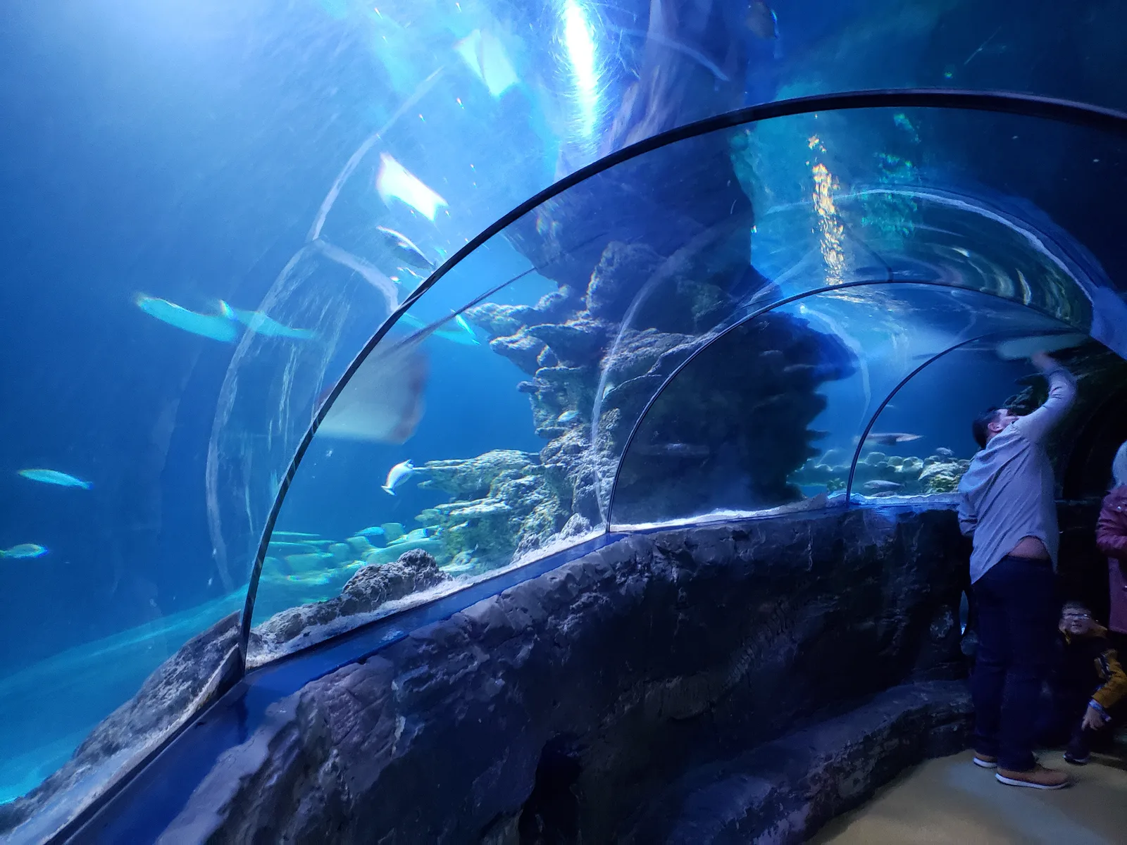 SEA LIFE London Aquarium — family guide London