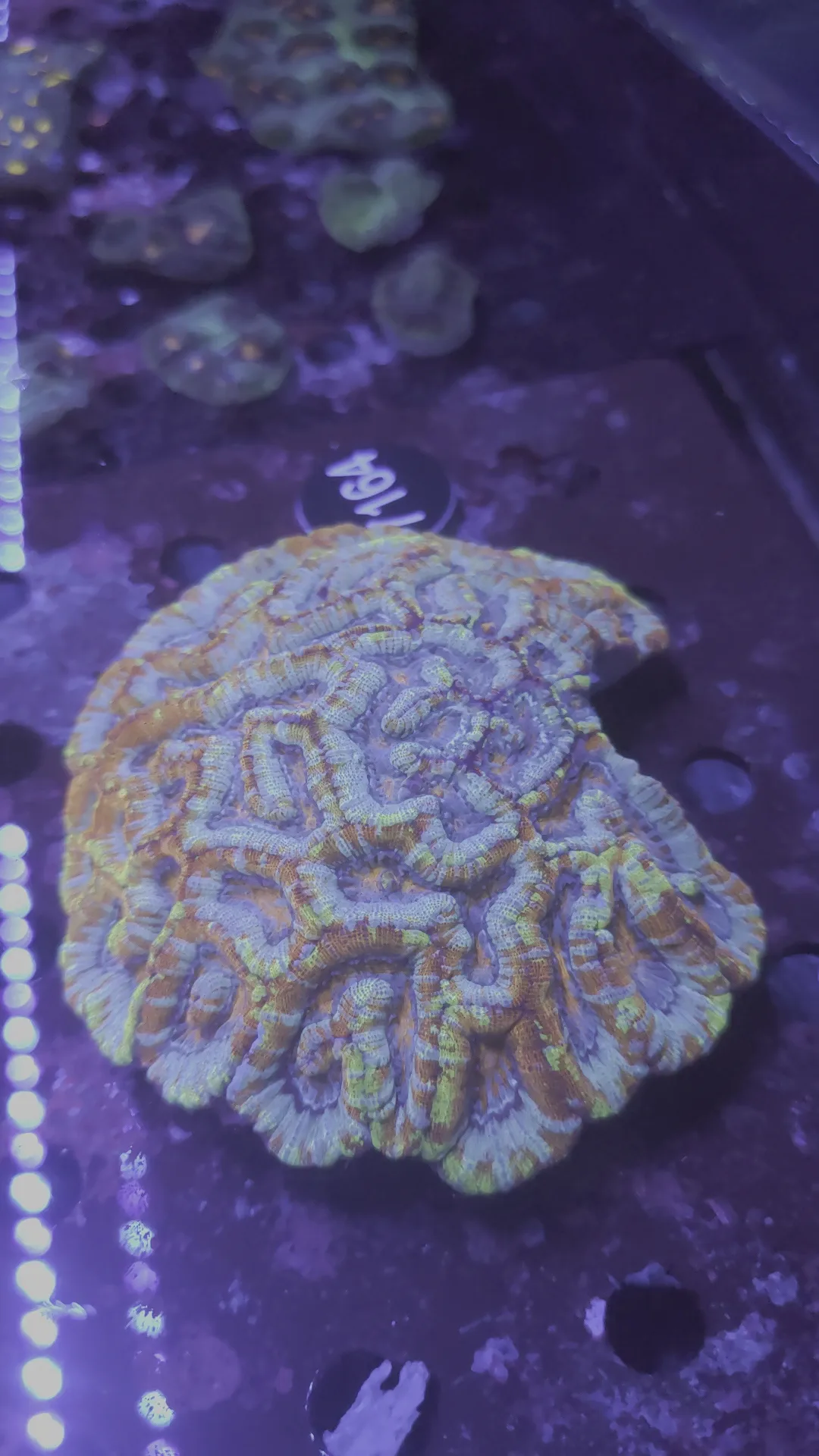 Interior at Reef Monkeys Schweiz GmbH Lucerne — travel photo