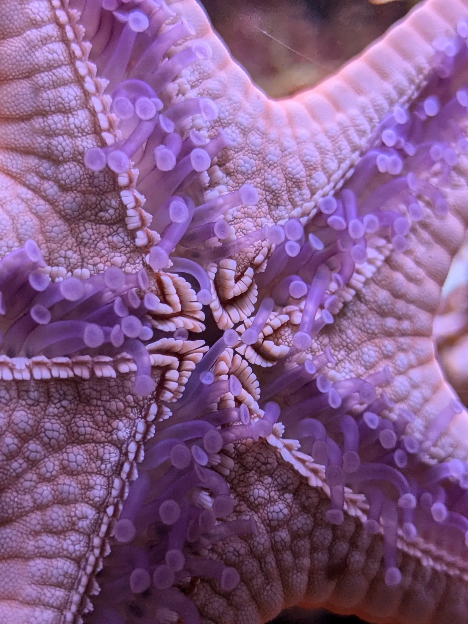 Details at Aquarium of Lyon Lyon — travel photo