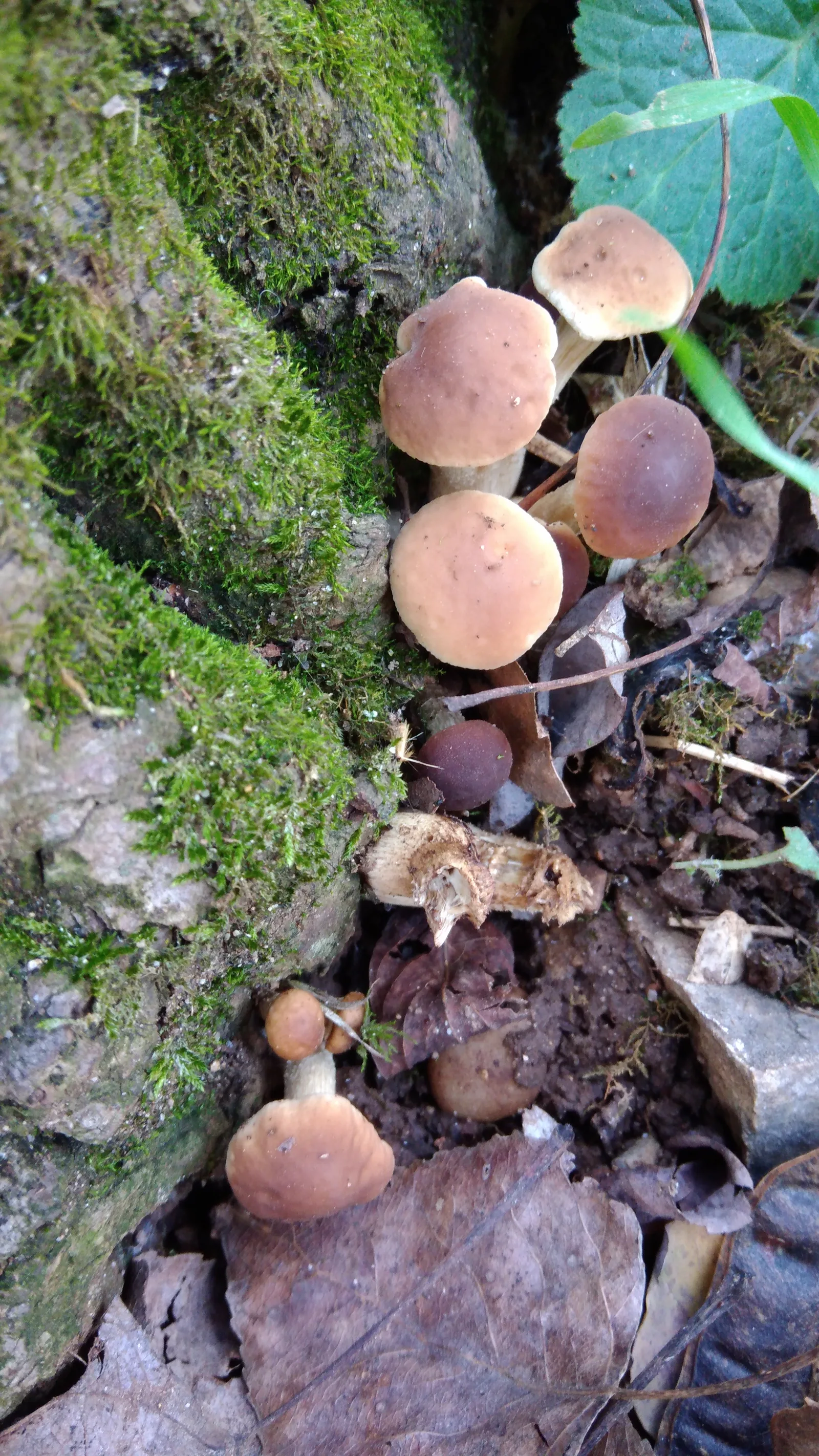 Details at Parc naturel de la Feyssine Lyon — travel photo