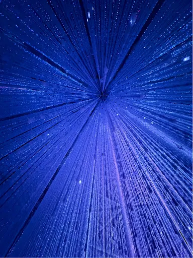 Atmosphere at teamLab SuperNature Macao Macau — travel photo