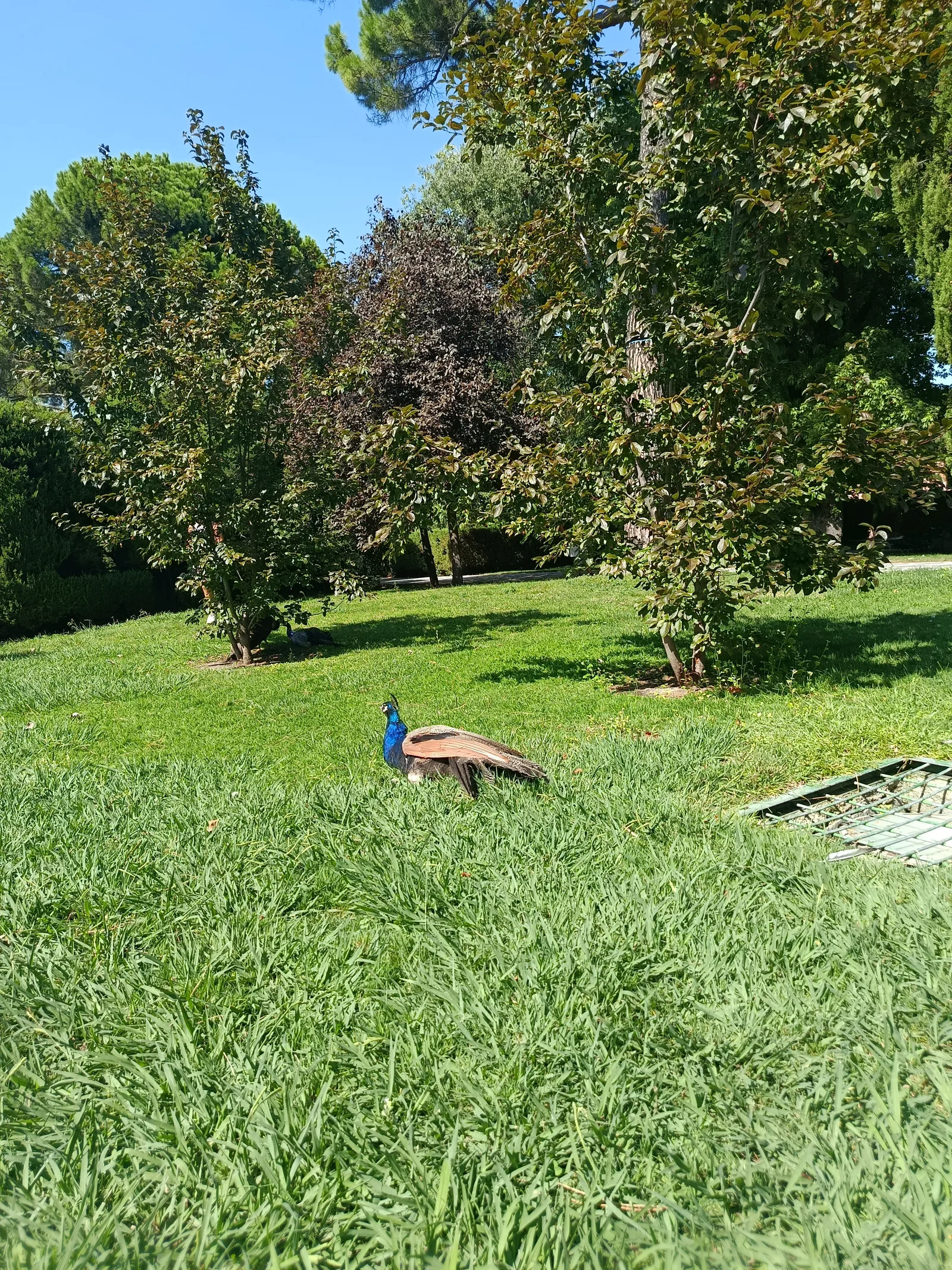 Cecilio Rodríguez Garden