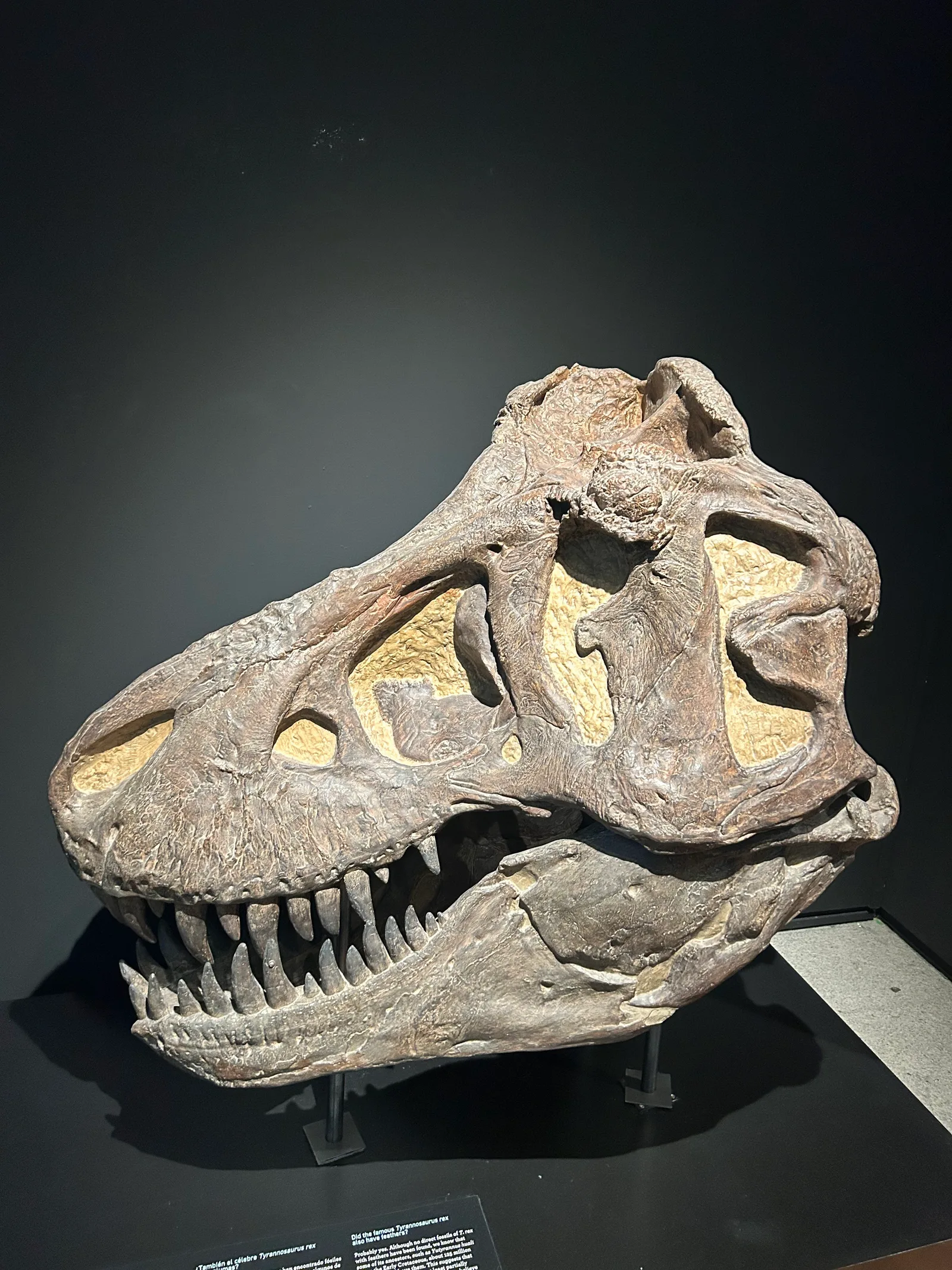 Interior at Museo Nacional de Ciencias Naturales Madrid — travel photo