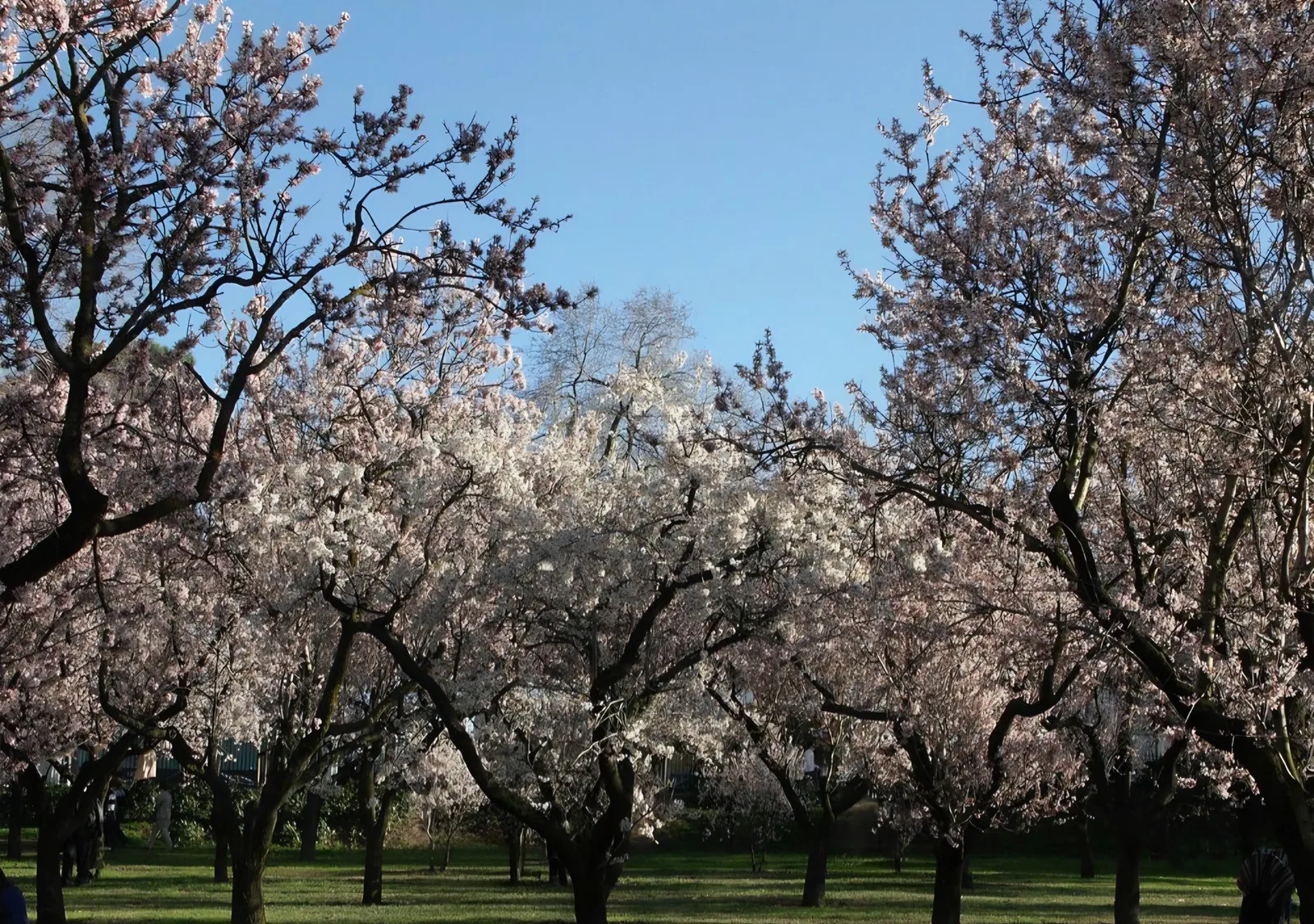 Main view at Parque de la Quinta de los Molinos Madrid — travel photo