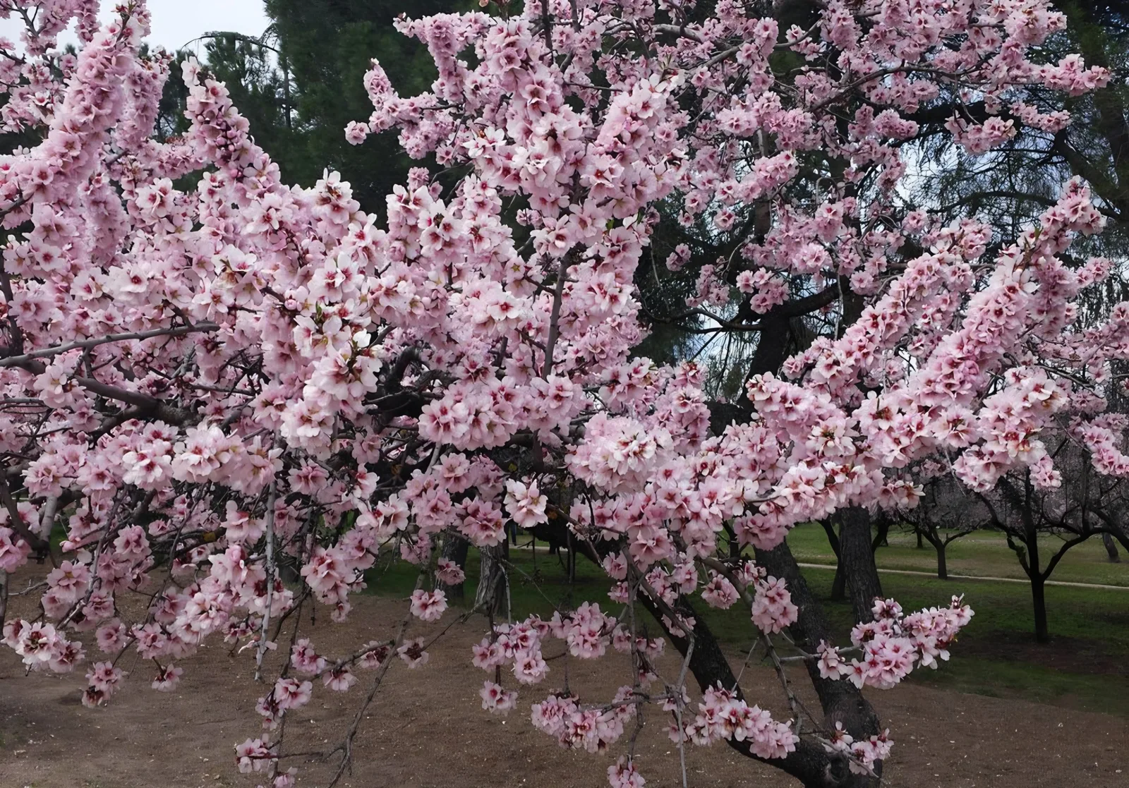 Details at Parque de la Quinta de los Molinos Madrid — travel photo