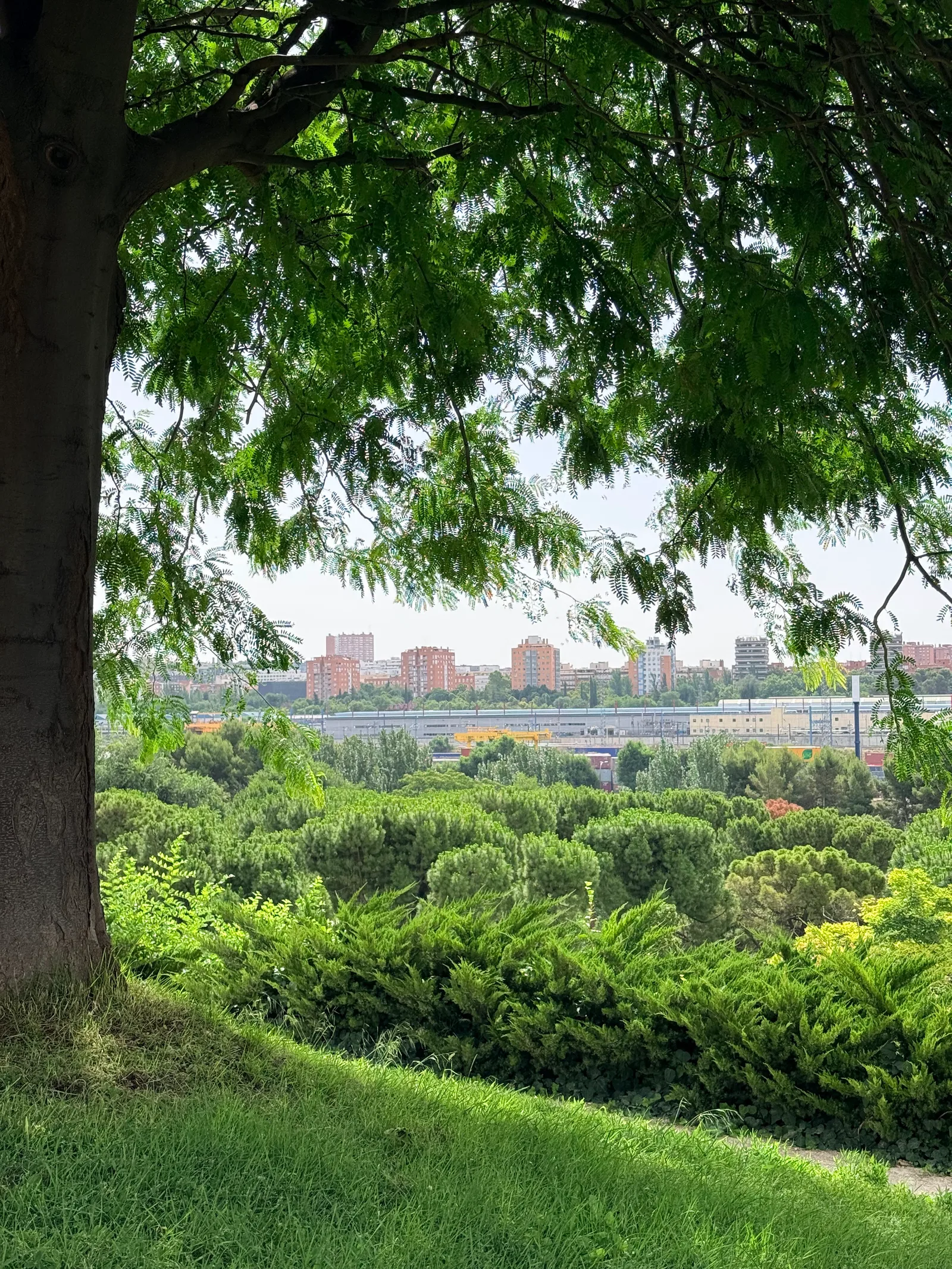 Atmosphere at Parque Enrique Tierno Galván Madrid — travel photo