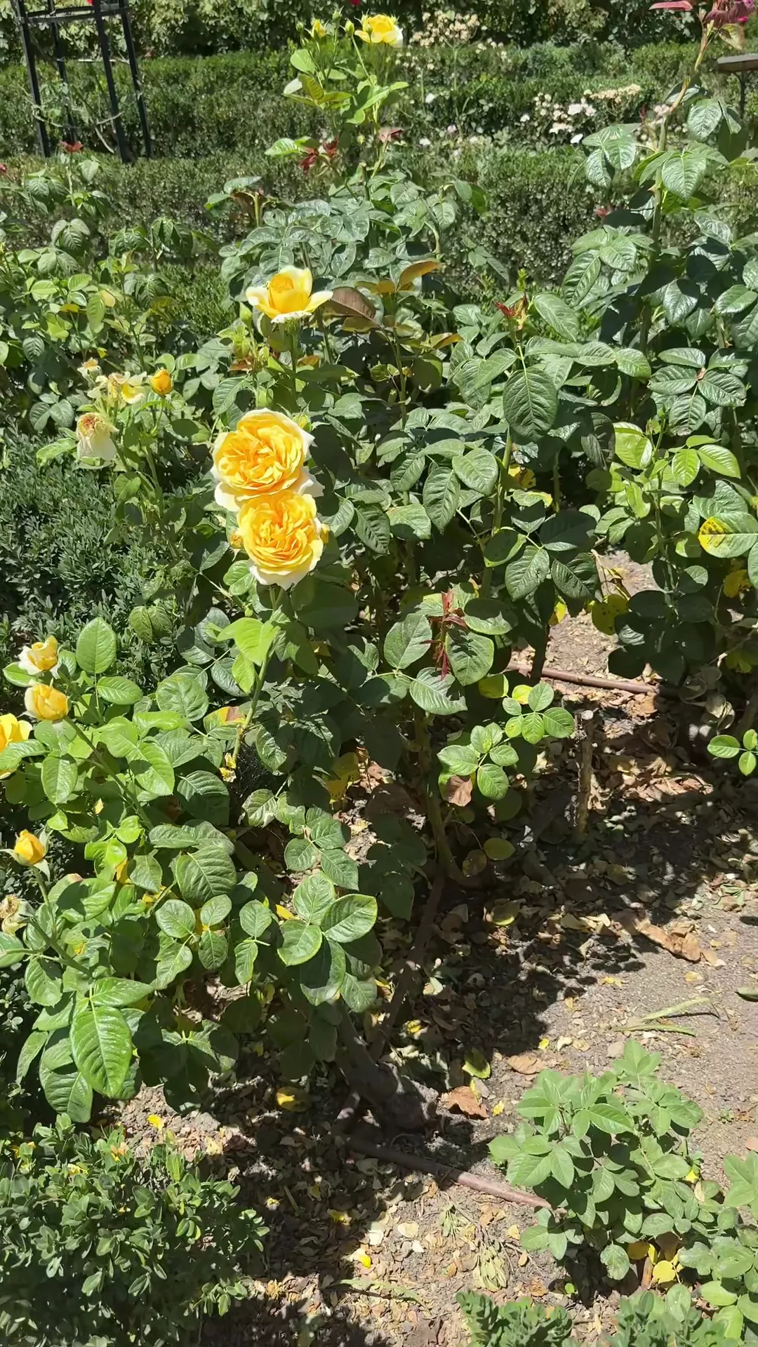 Atmosphere at Rose Garden Madrid — travel photo