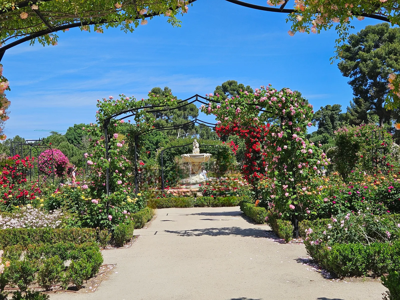 Rose Garden