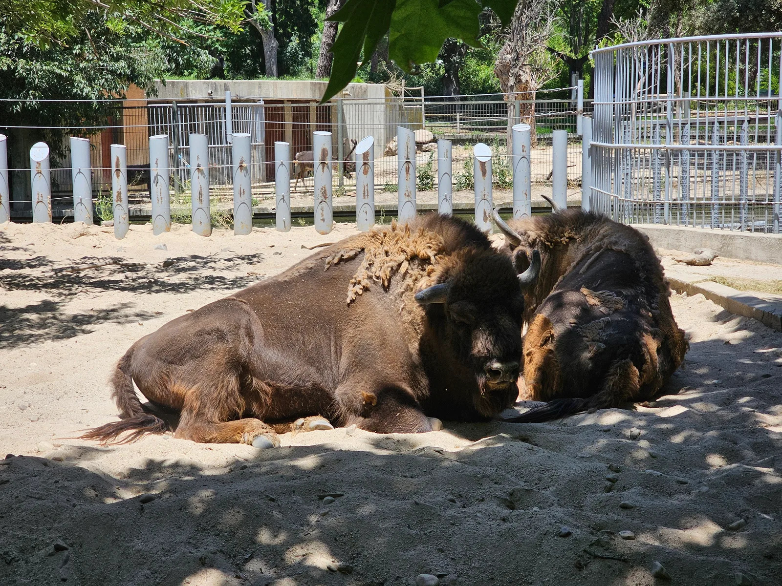 Main view at Zoo Aquarium de Madrid Madrid — travel photo