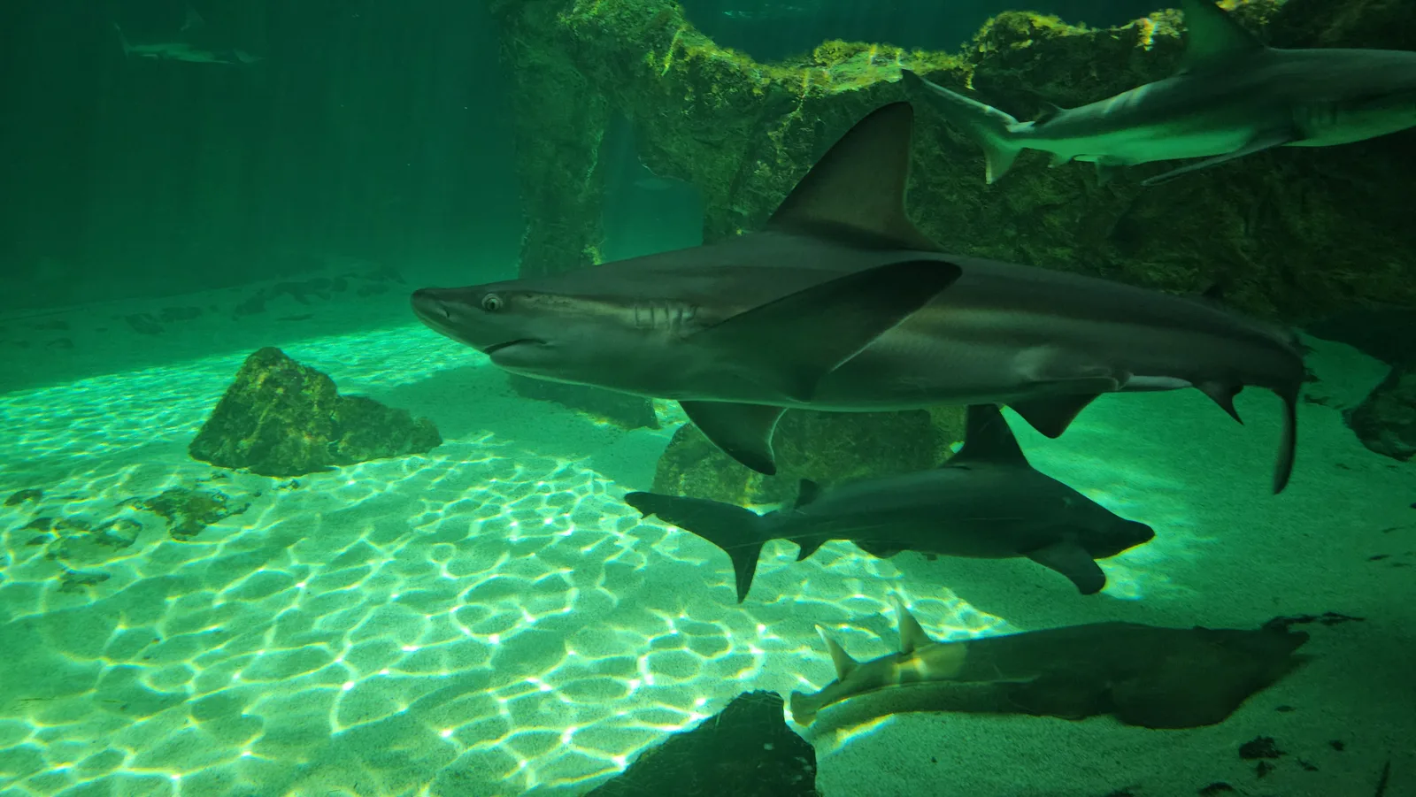 Details at Zoo Aquarium de Madrid Madrid — travel photo