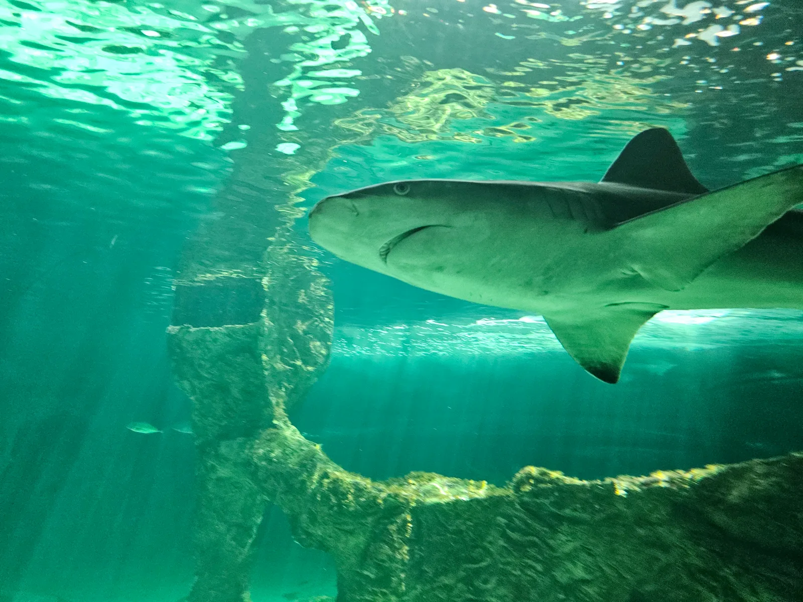 Atmosphere at Zoo Aquarium de Madrid Madrid — travel photo