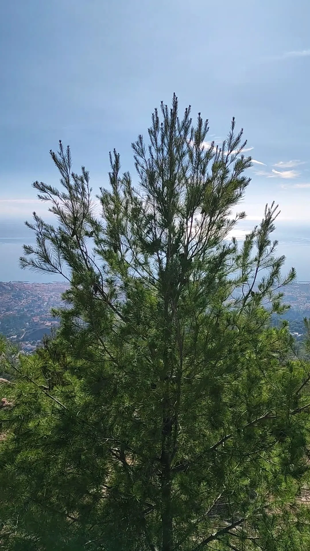 Interior at Entrada Sur a Monte San Anton Malaga — travel photo