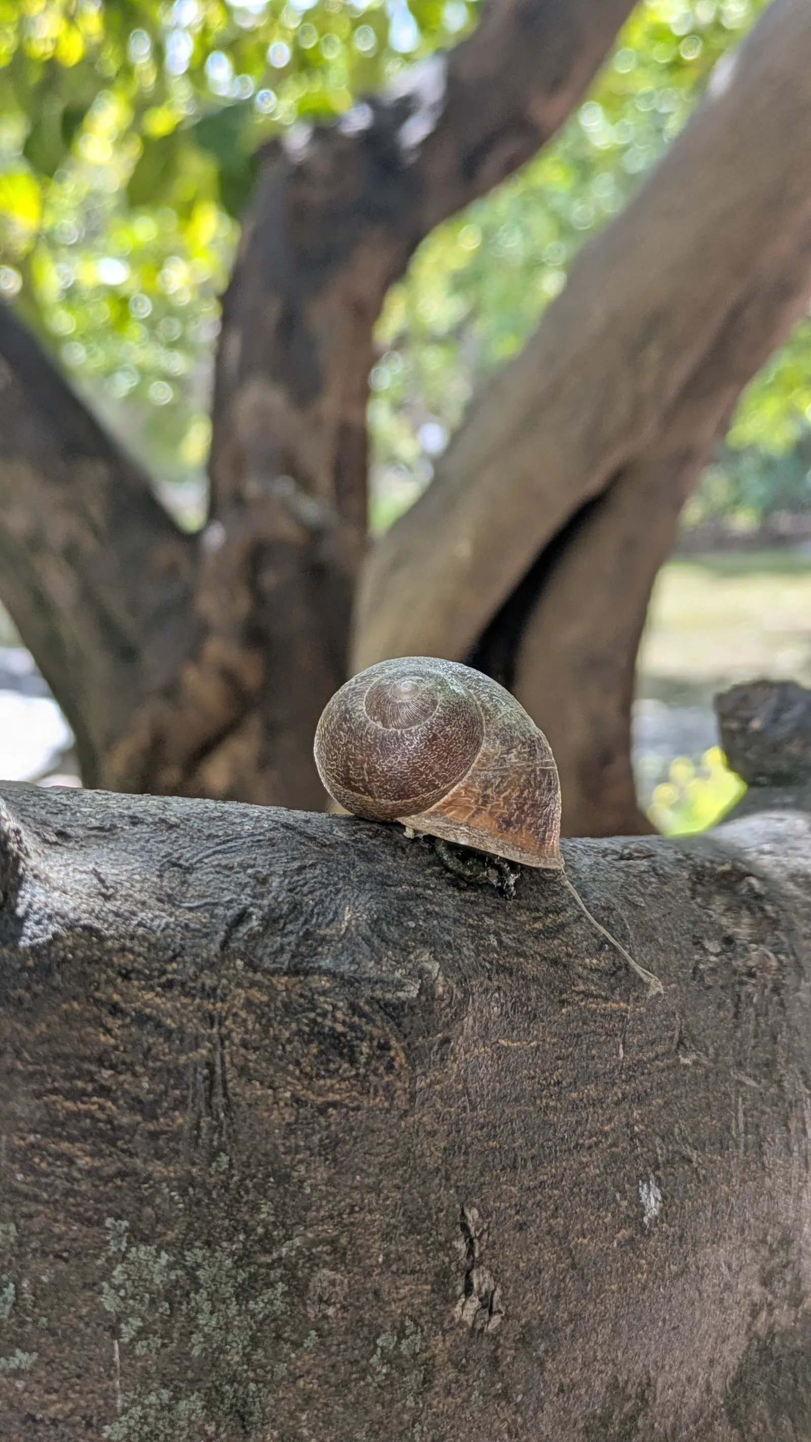 Atmosphere at Jardín Botánico - Histórico La Concepción Malaga — travel photo