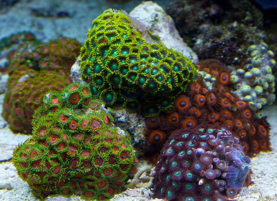 Main view at malaga coral reef Malaga — travel photo