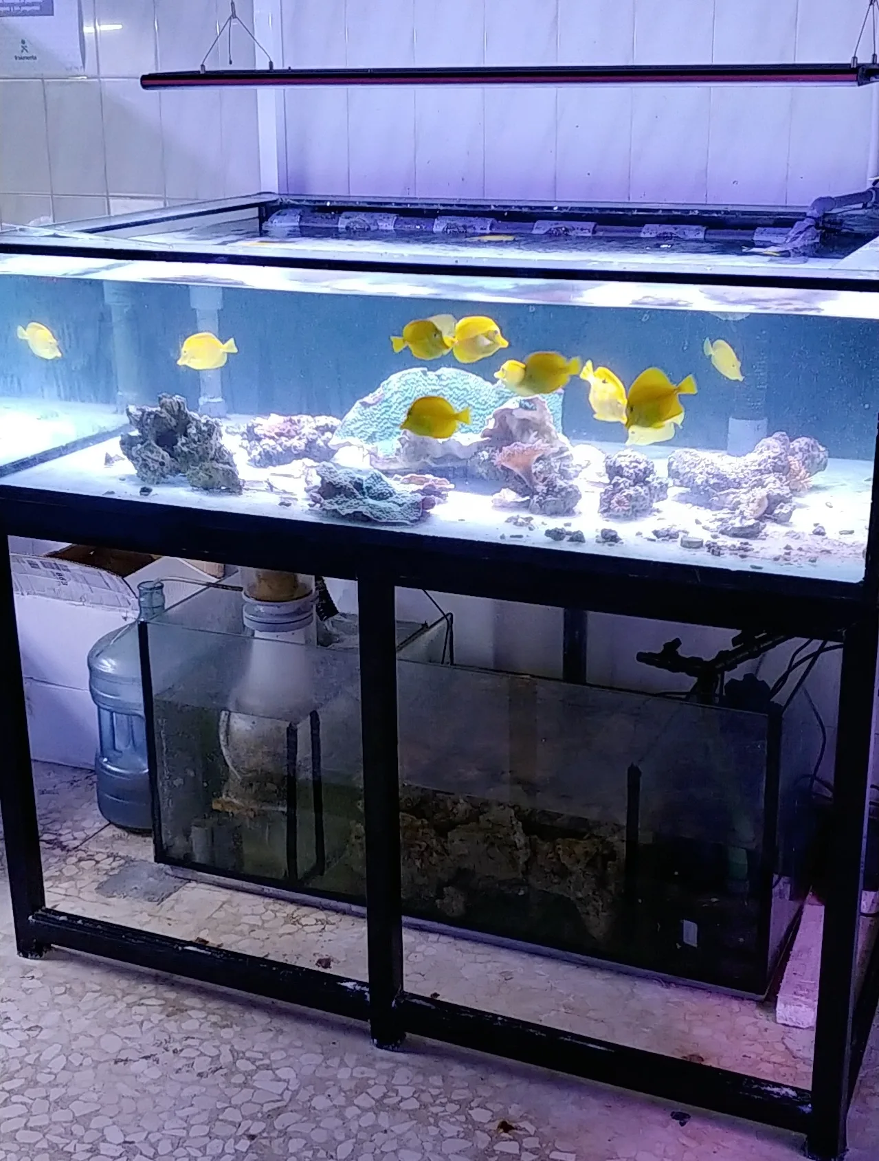 Details at malaga coral reef Malaga — travel photo
