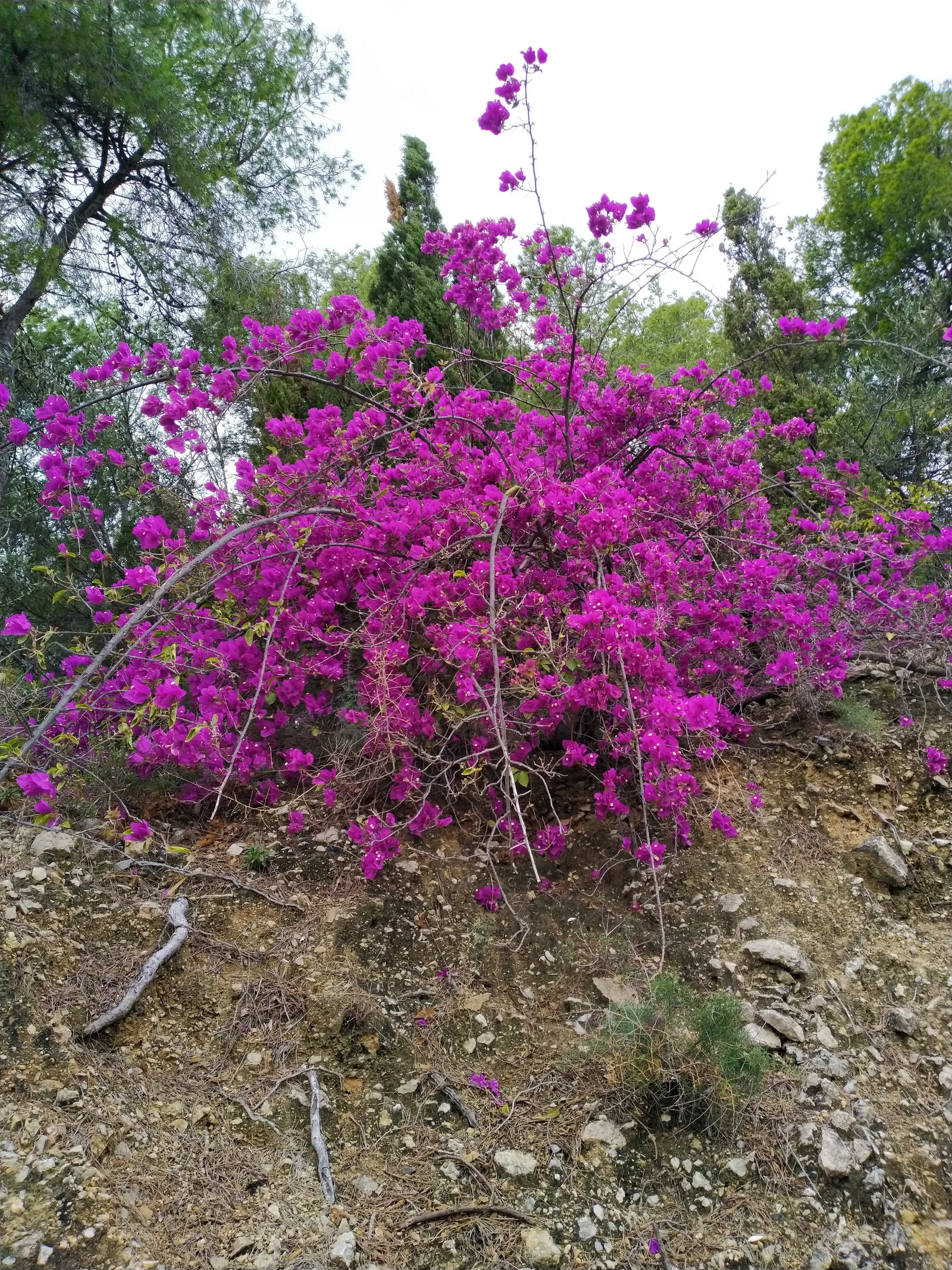 Atmosphere at Parque Forestal El Morlaco Malaga — travel photo