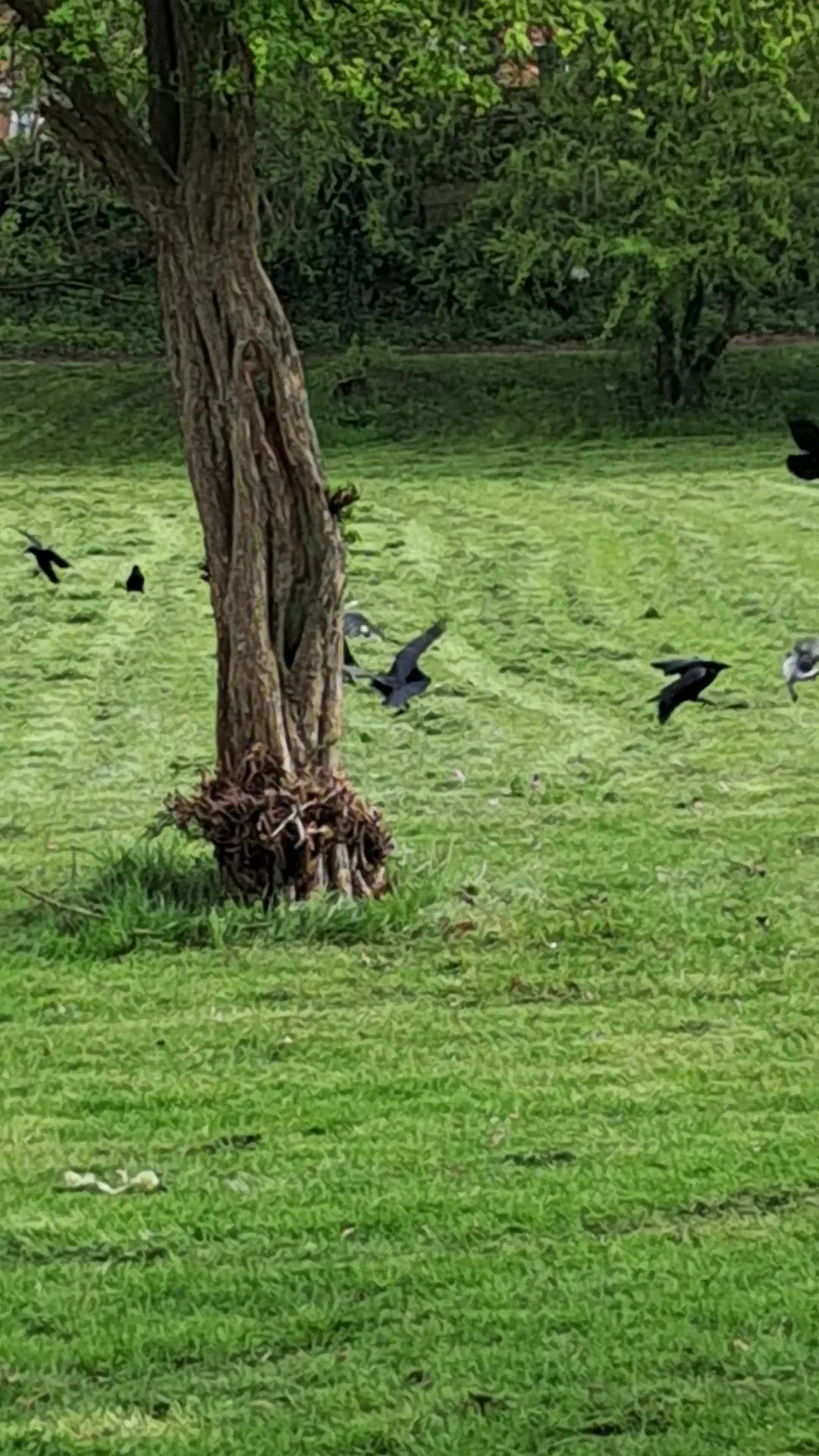 Atmosphere at Boggart Hole Clough Manchester — travel photo