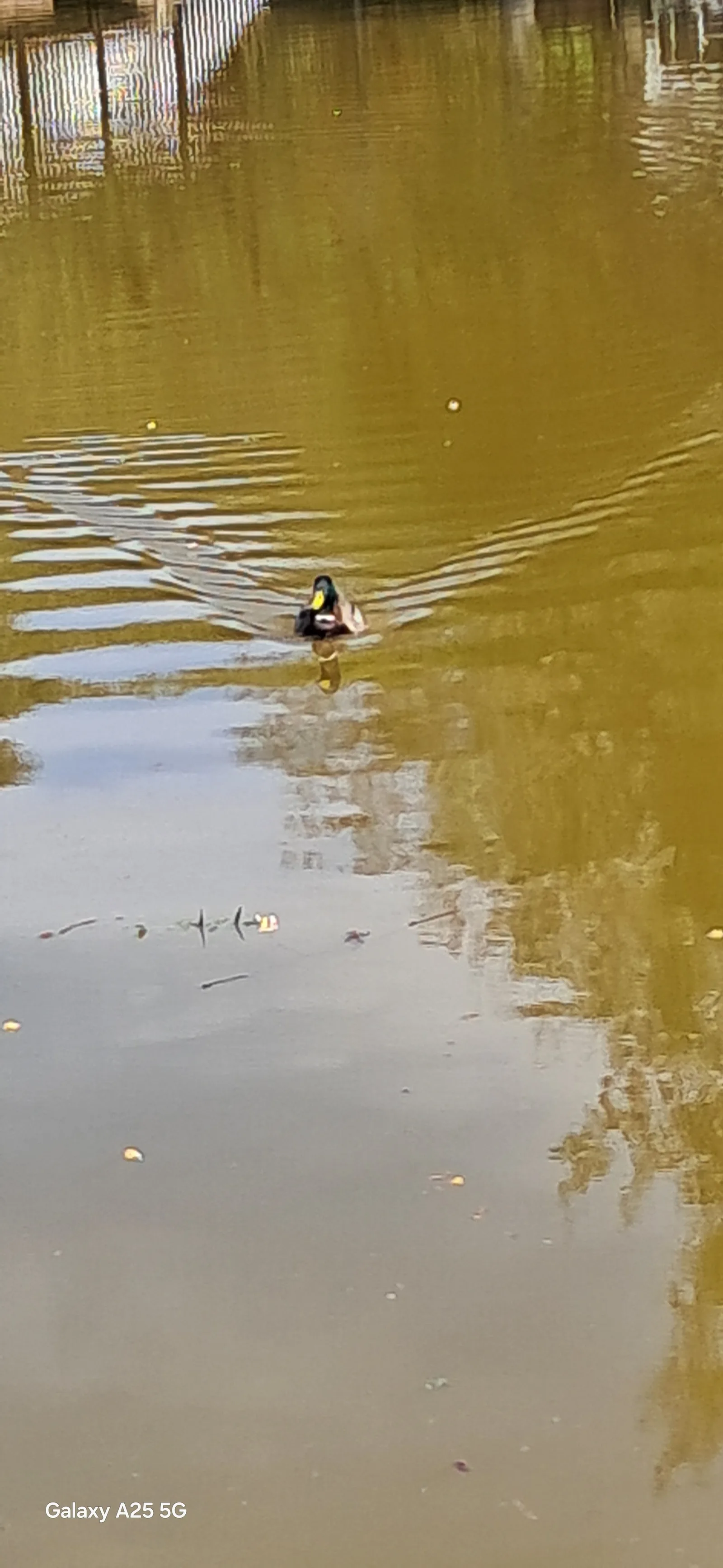 Atmosphere at Bridgewater Canal Walk, Worsley, Manchester Manchester — travel photo