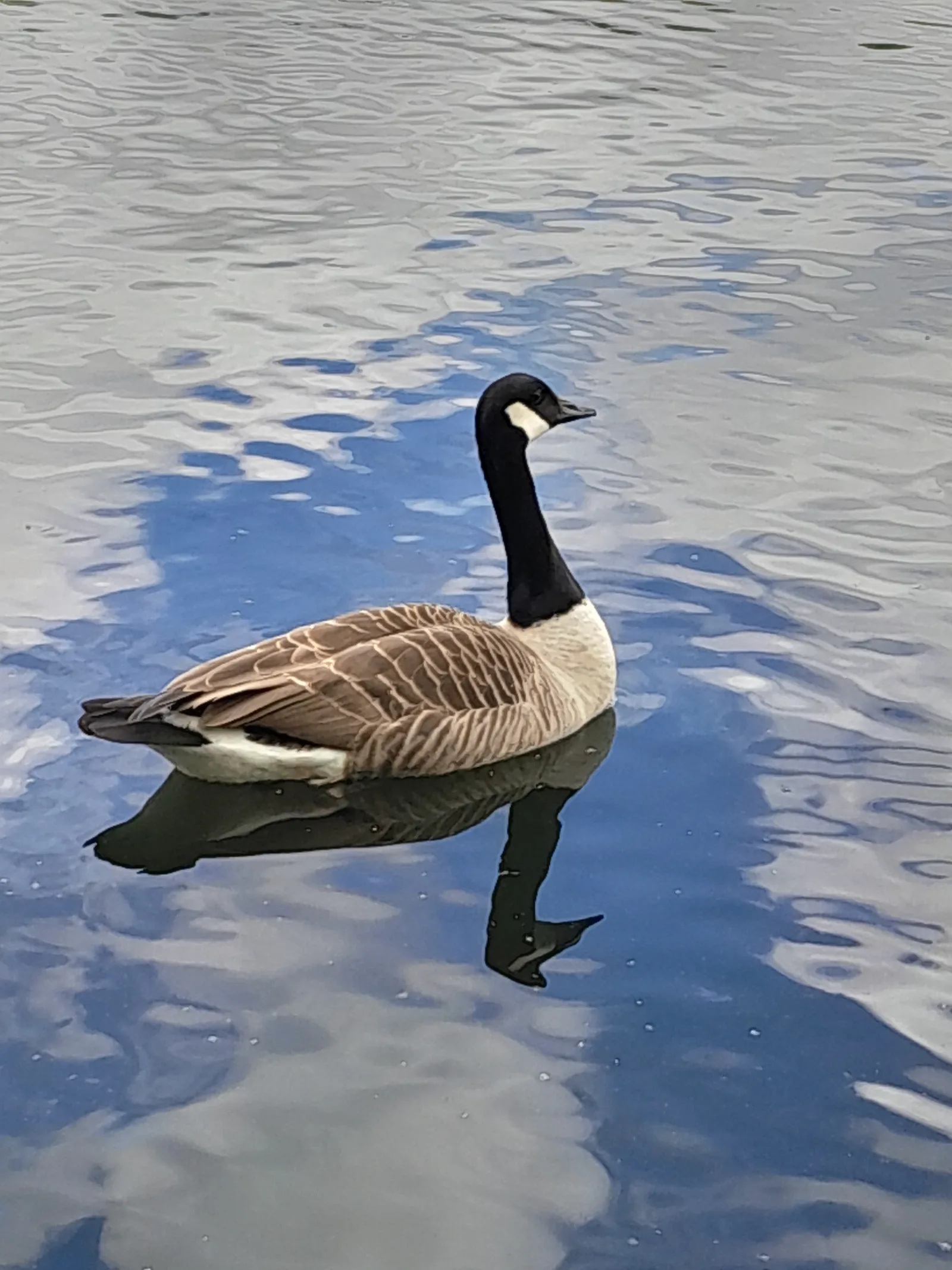 Atmosphere at Chorlton Water Park Manchester — travel photo