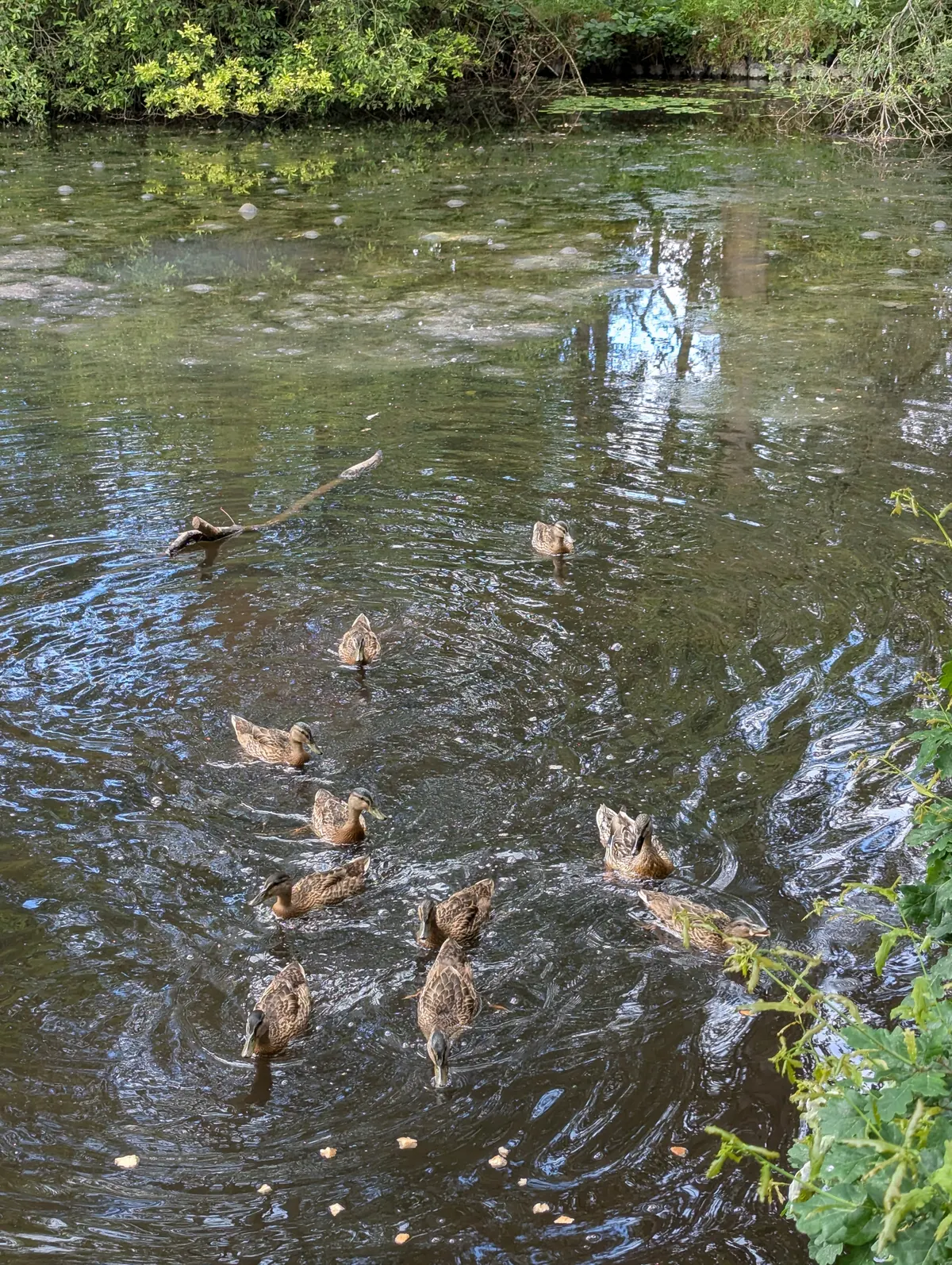 Main view at Drinkwater Park Manchester — travel photo