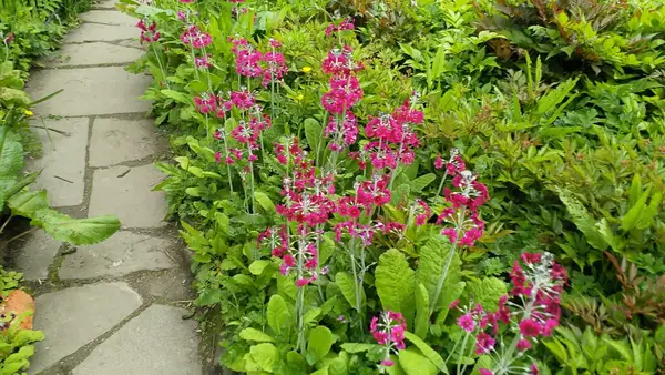 Interior at Fletcher Moss Botanical Gardens Manchester — travel photo