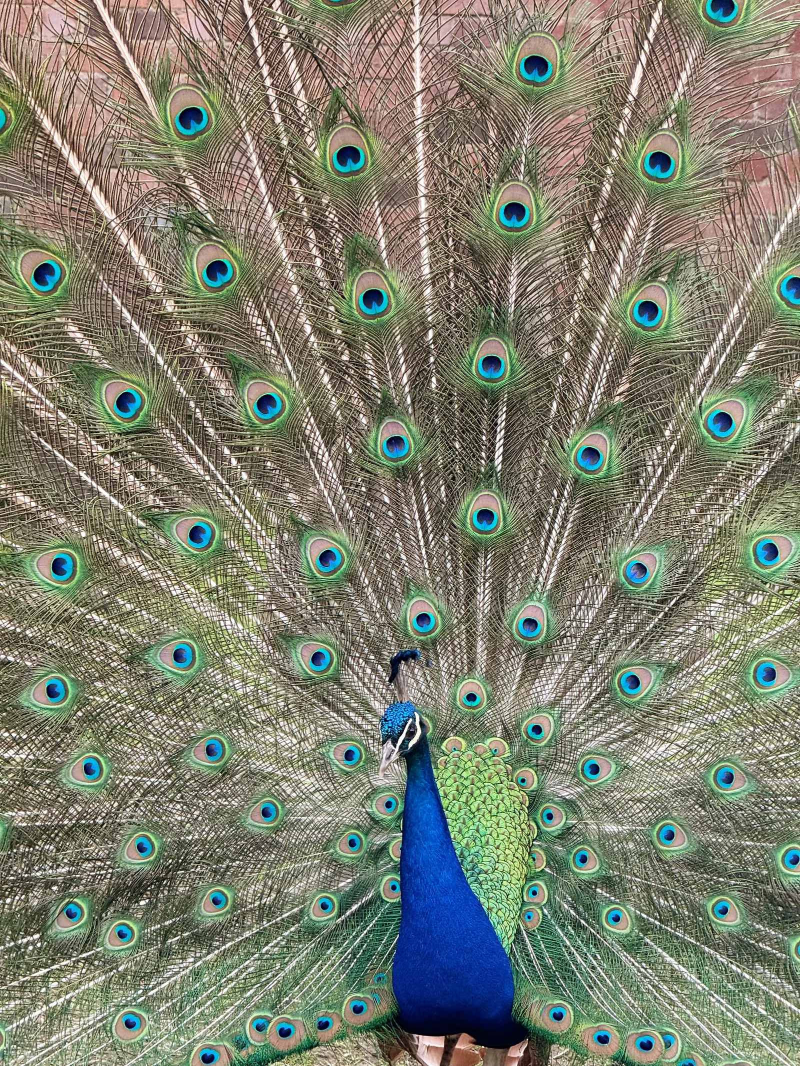 Atmosphere at Heaton Park Manchester — travel photo
