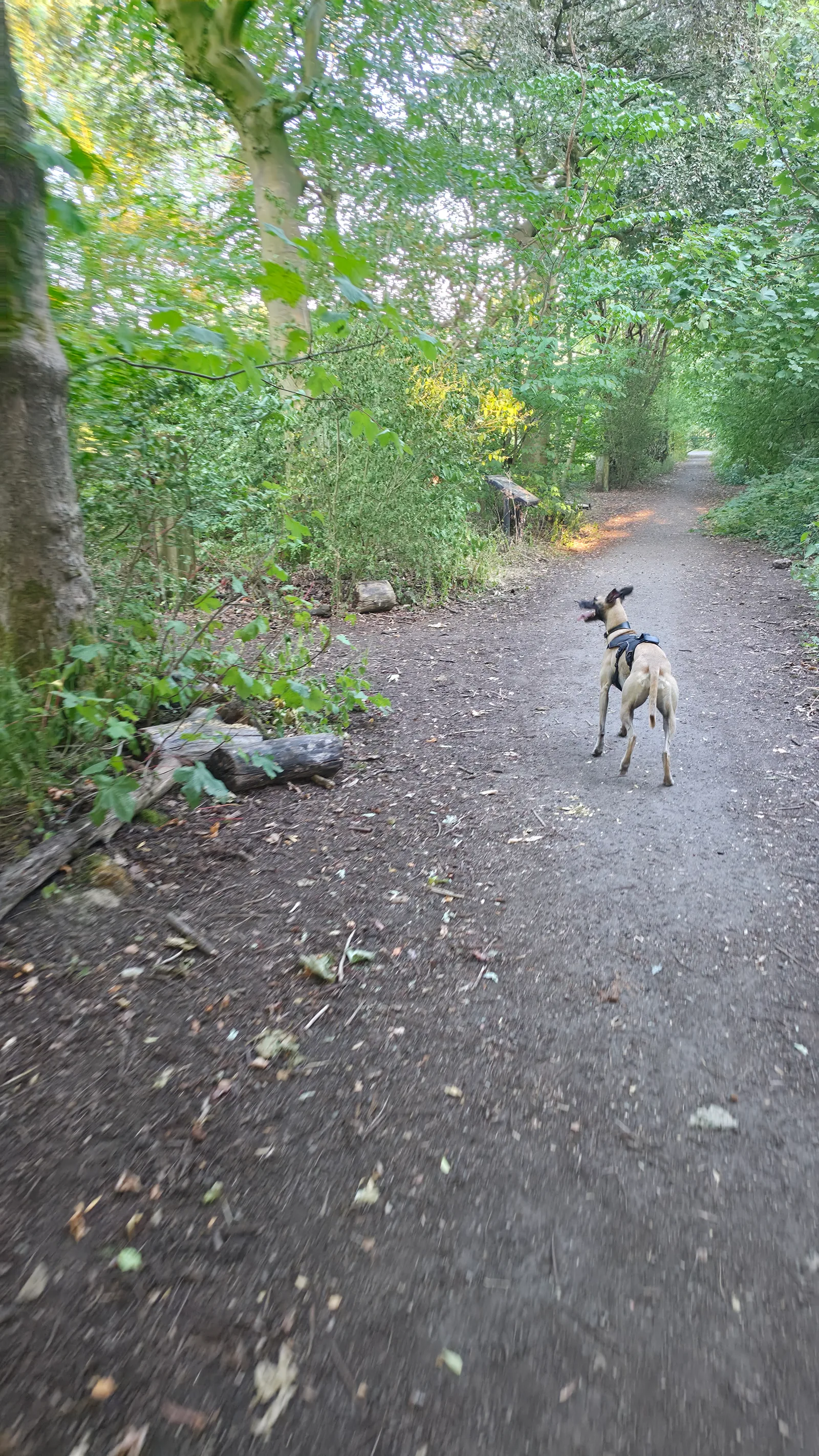 Atmosphere at Highfield Country Park Manchester — travel photo