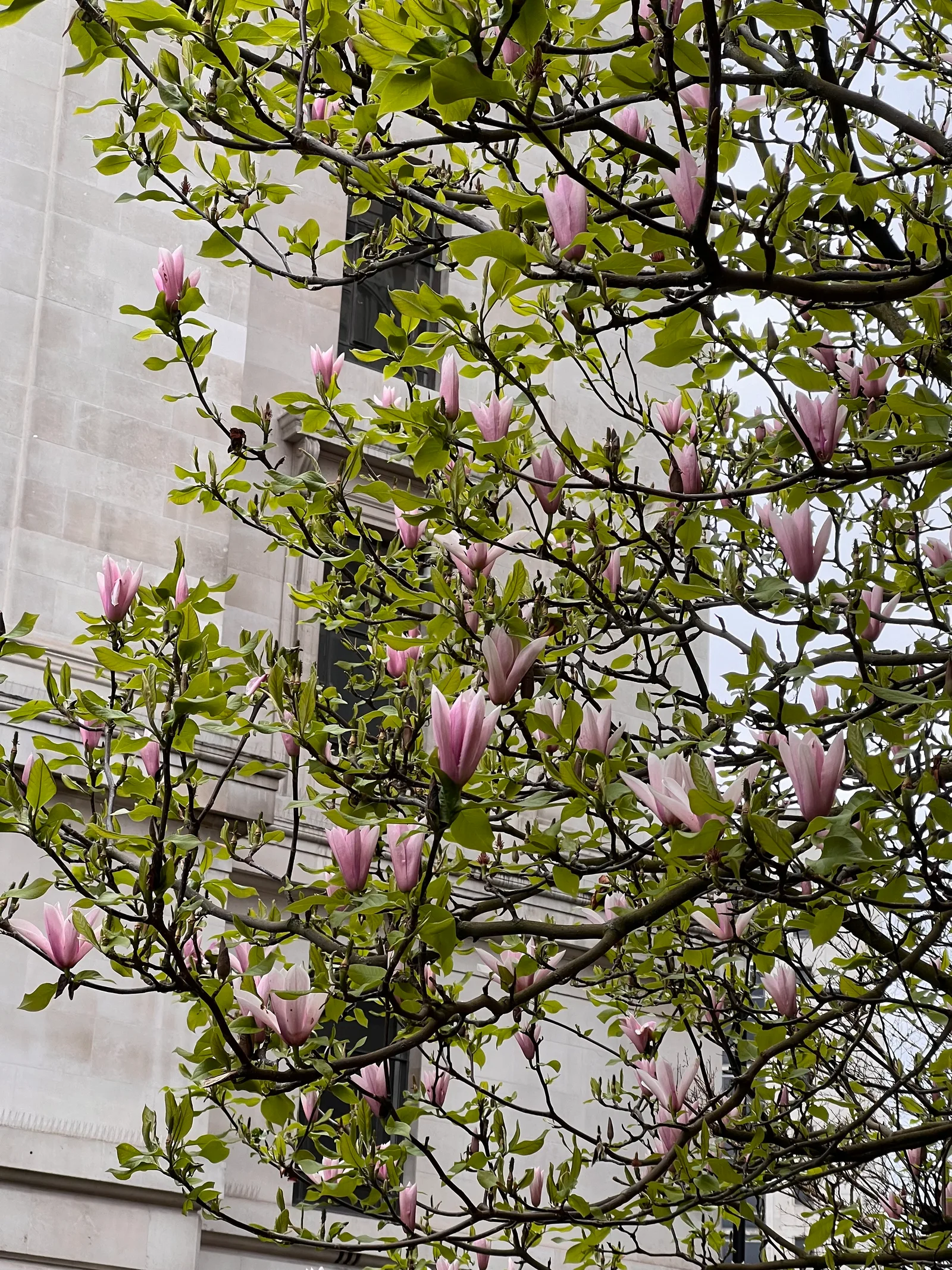 Atmosphere at Parsonage Gardens Manchester — travel photo