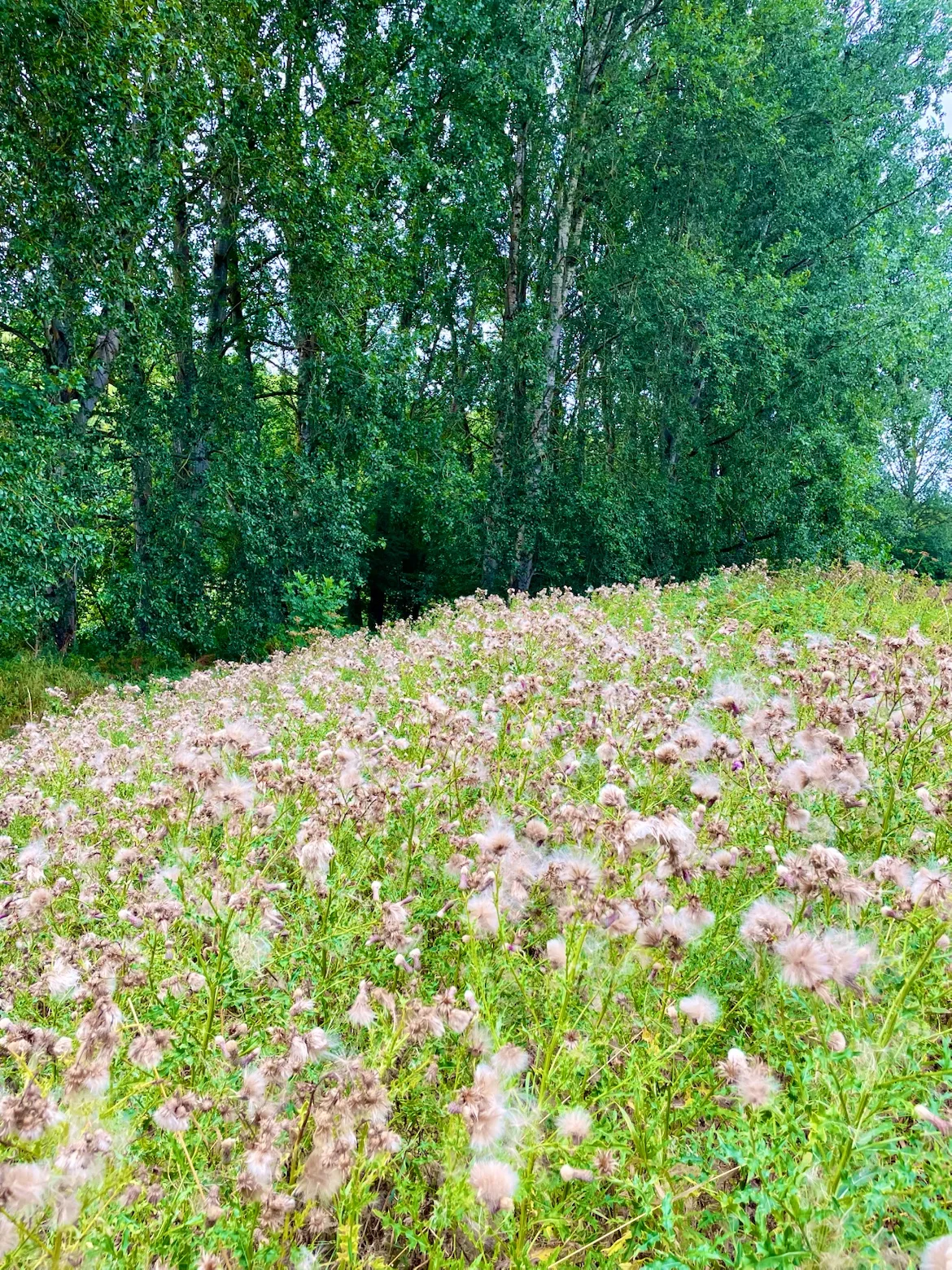 Main view at Reddish Vale Country Park Manchester — travel photo