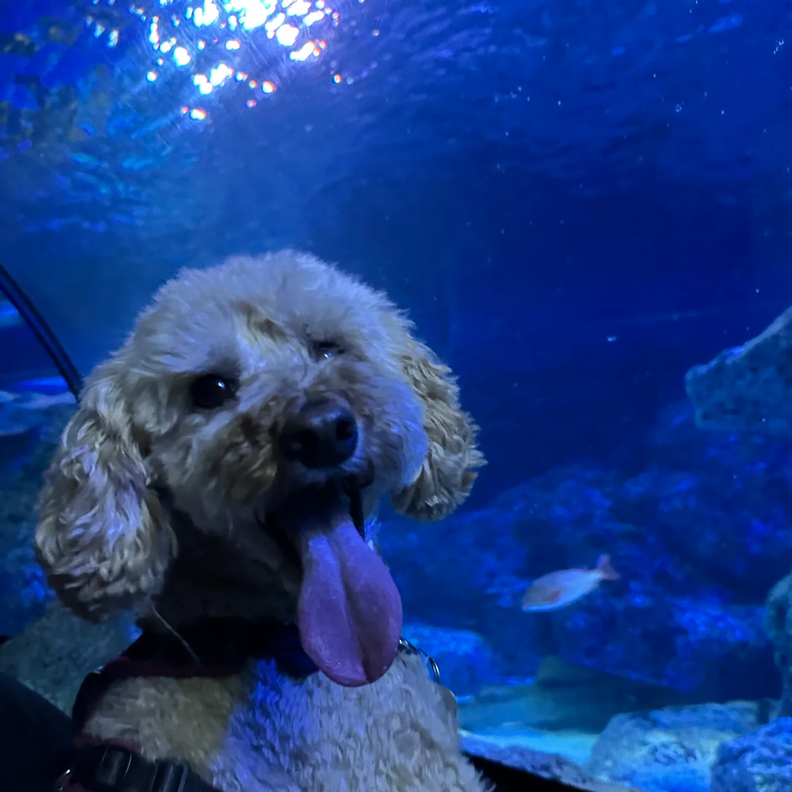 Atmosphere at SEA LIFE Manchester Manchester — travel photo