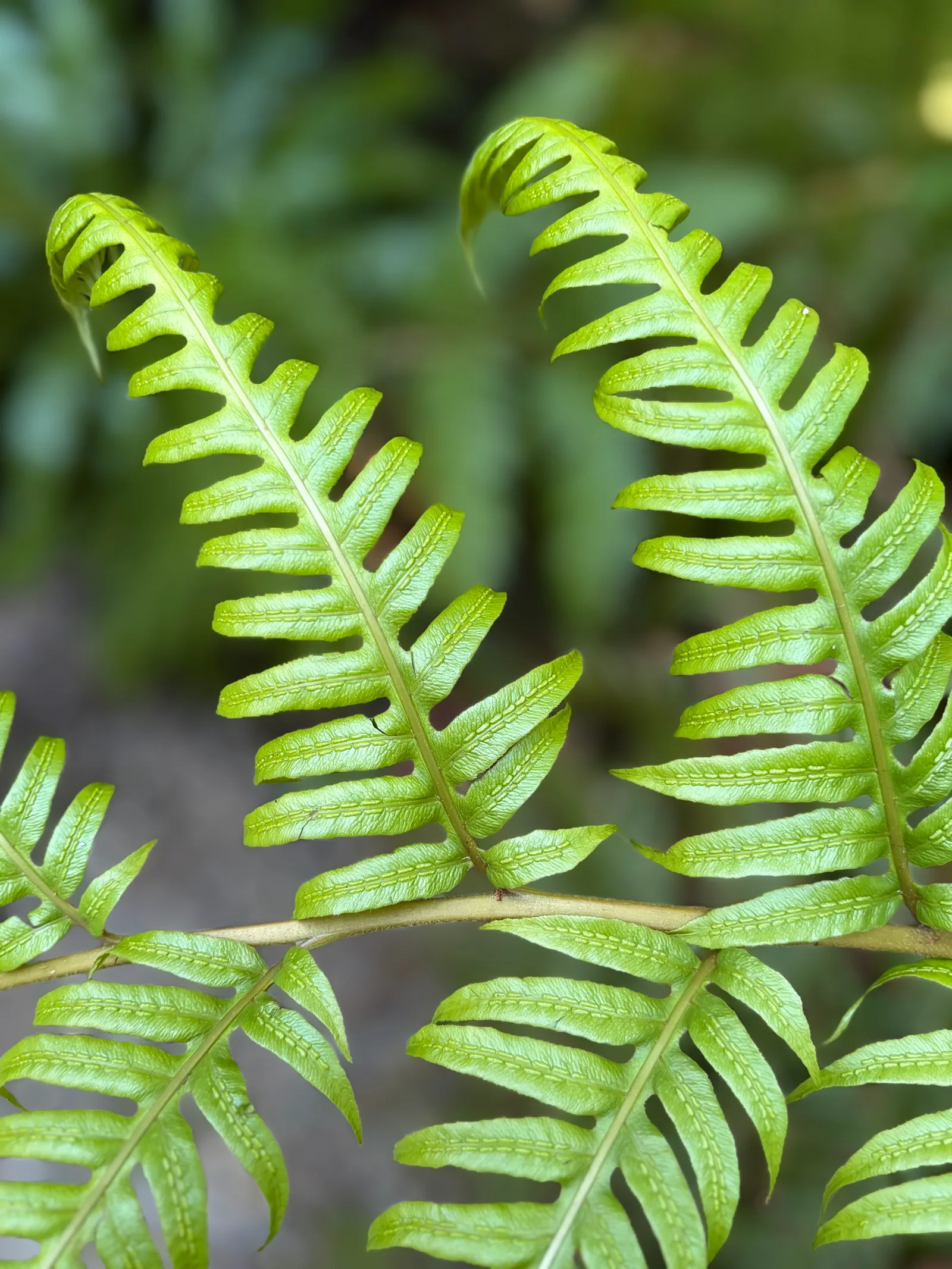 Details at Brera Botanical Garden Milan — travel photo