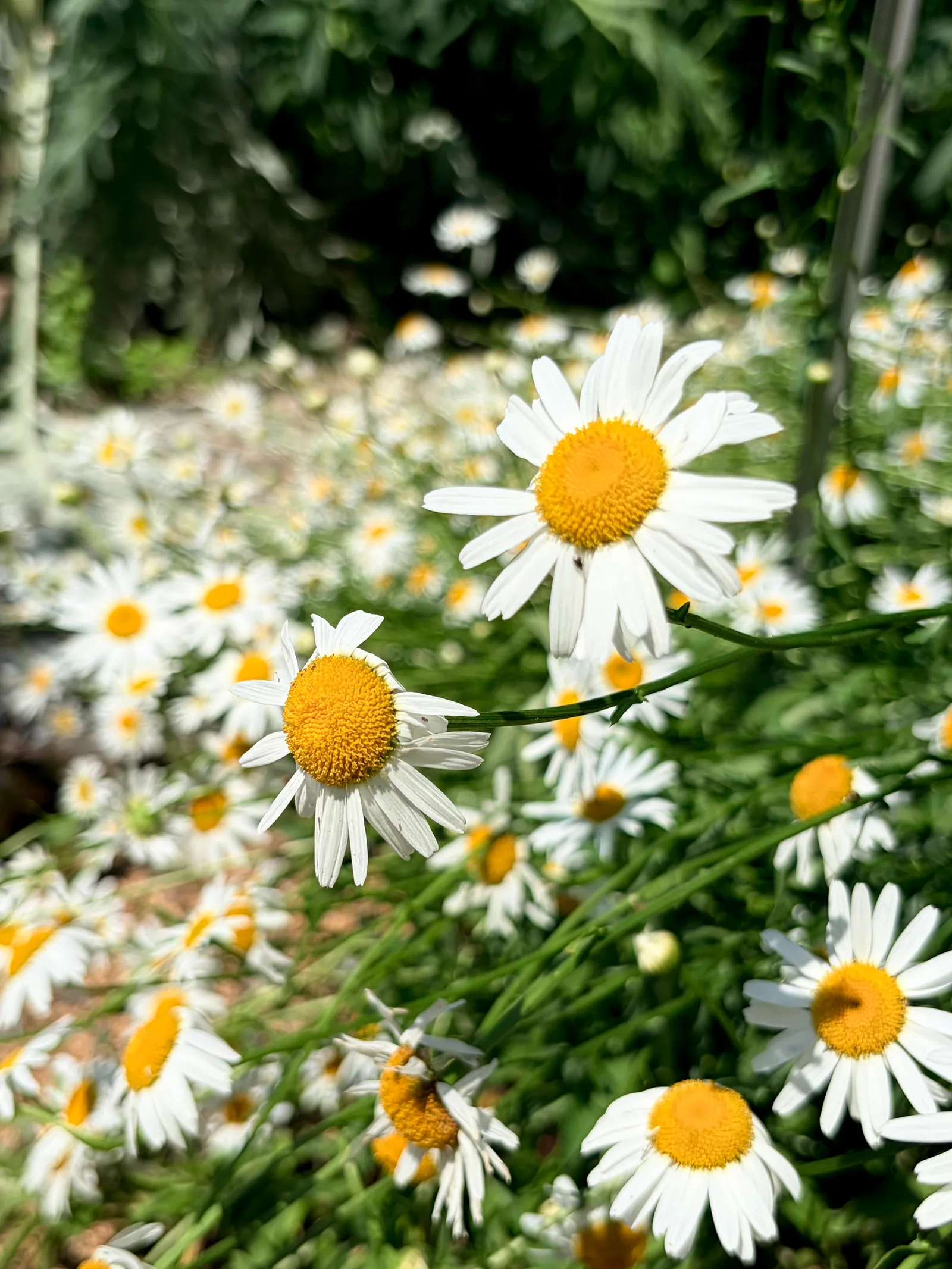 Atmosphere at Brera Botanical Garden Milan — travel photo
