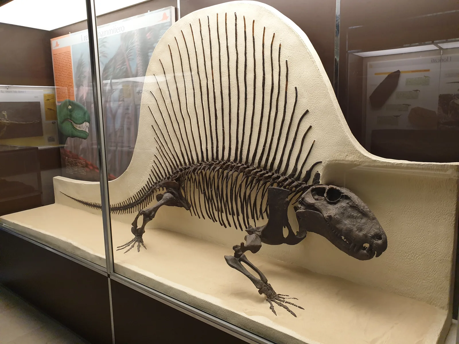 Milan Natural History Museum