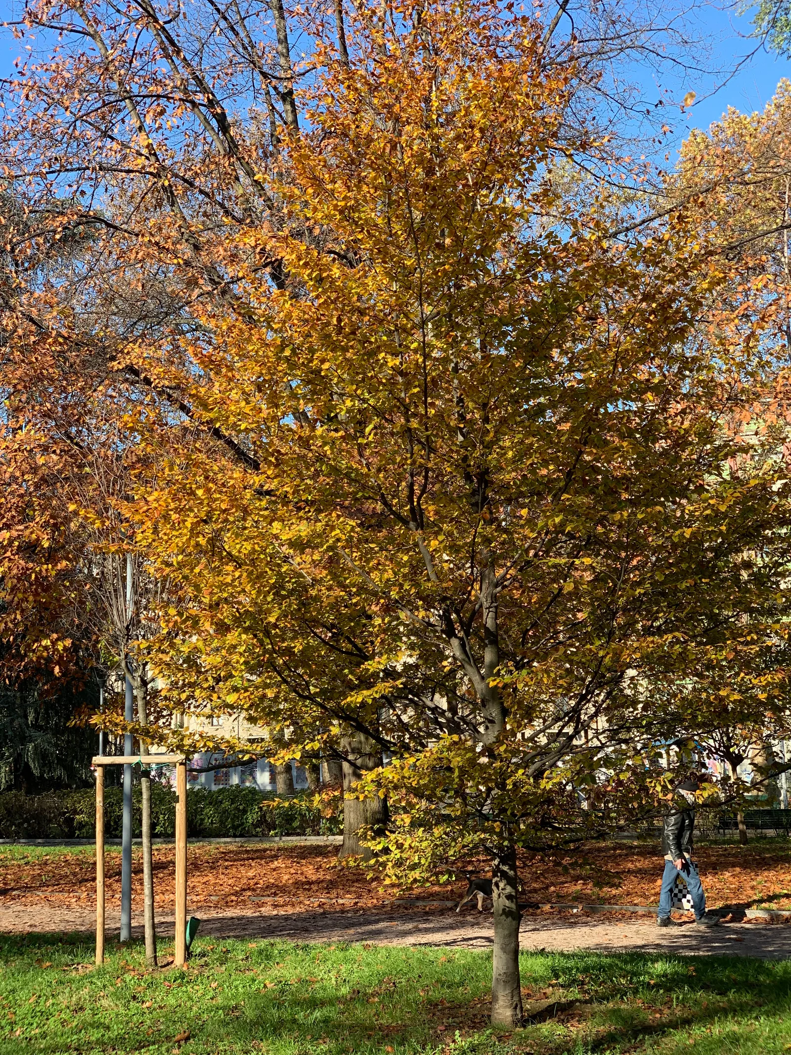 Details at Parco Don Luigi Giussani Milan — travel photo