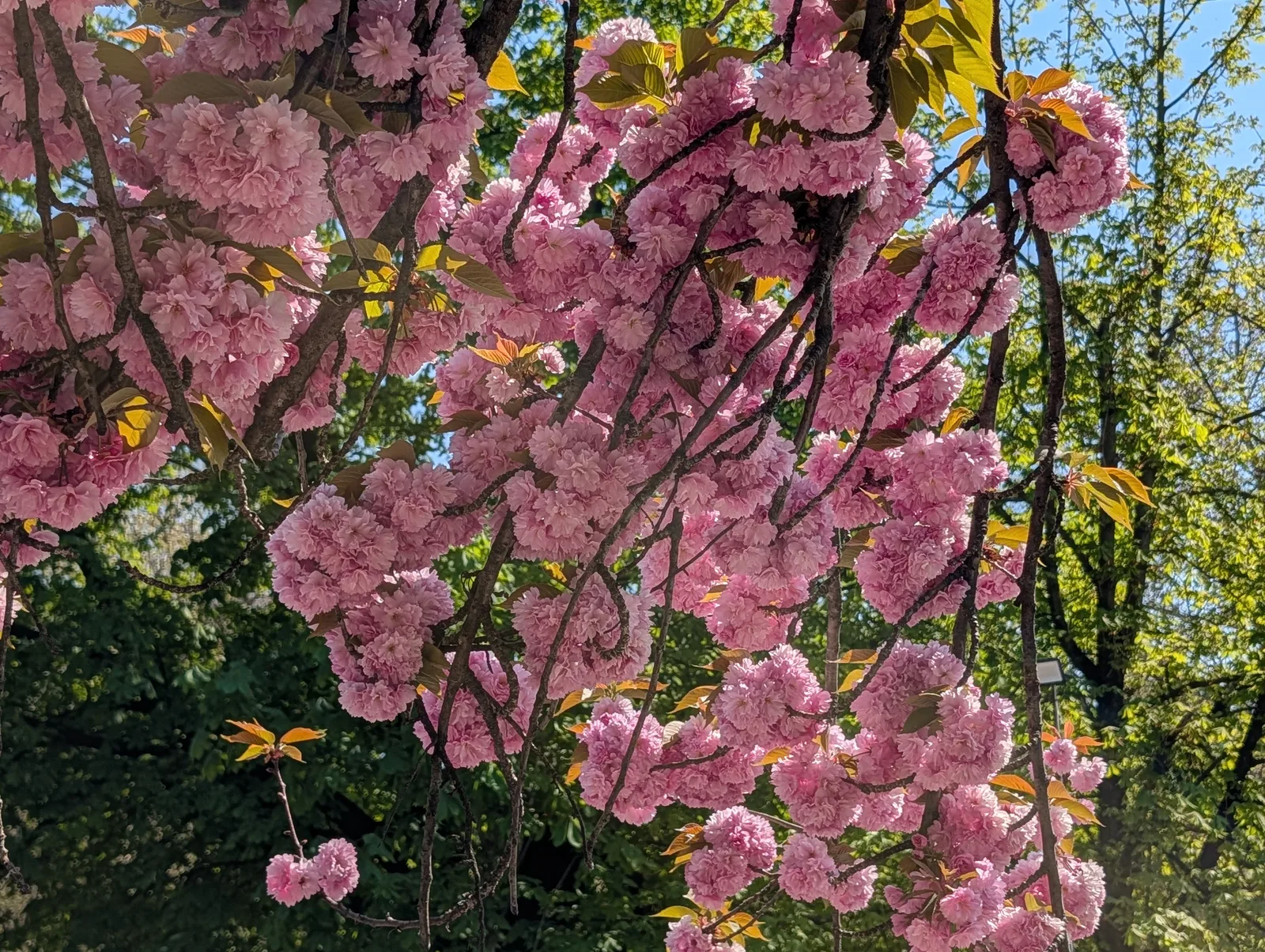 Atmosphere at Parco Sempione Milan — travel photo