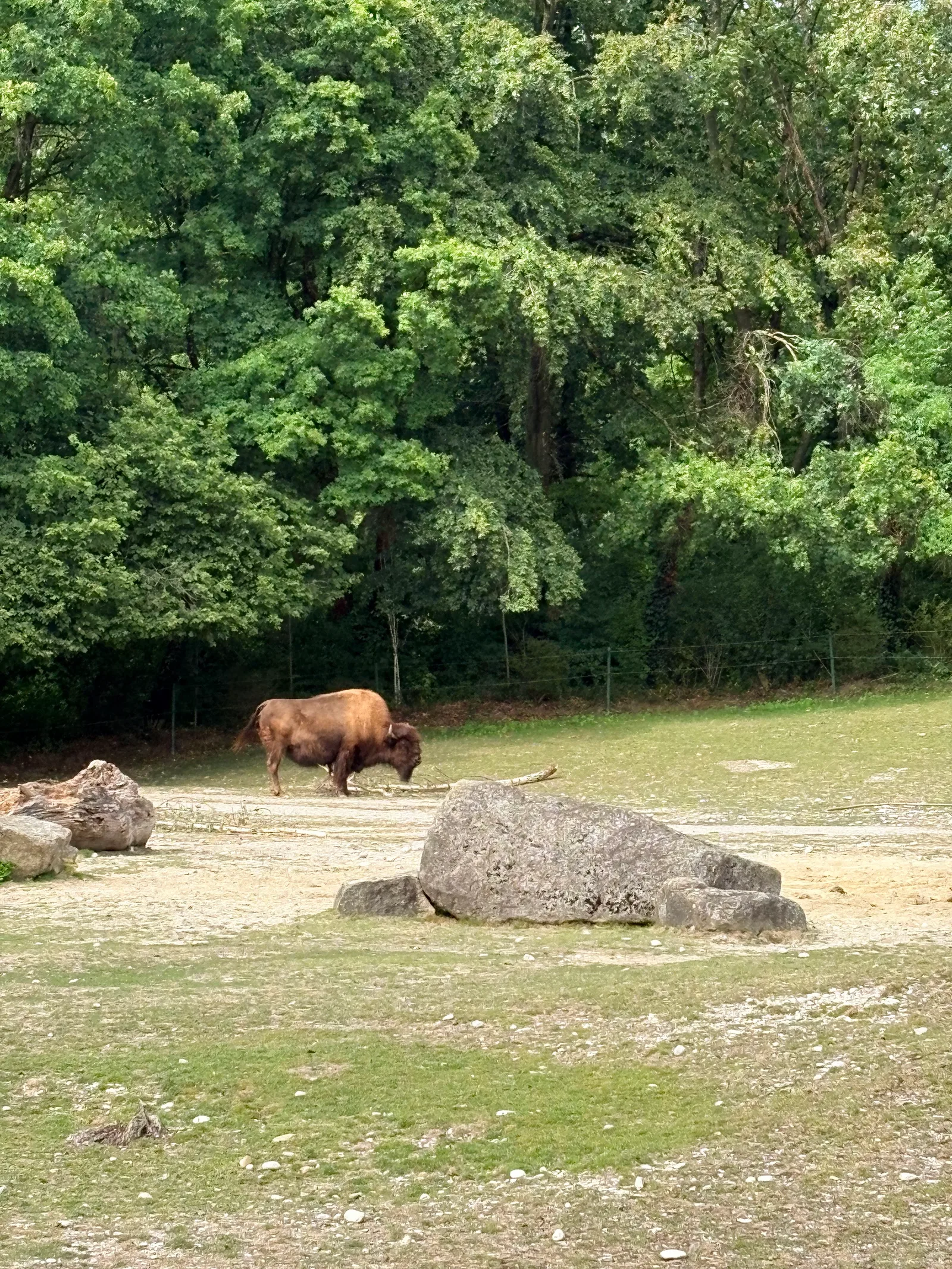 Atmosphere at Hellabrunn Zoo Munich — travel photo