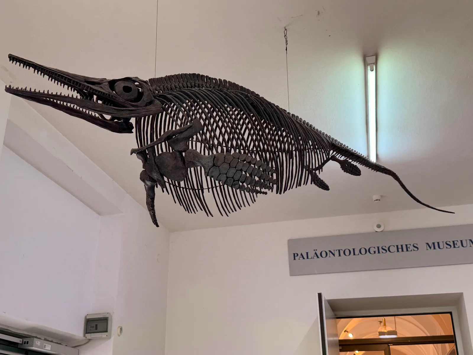 Interior at Palaeontological Museum, Munich Munich — travel photo