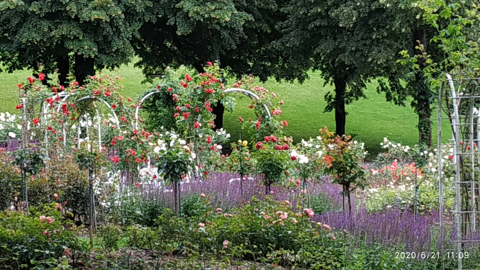 Details at Rose garden Westpark Munich — travel photo
