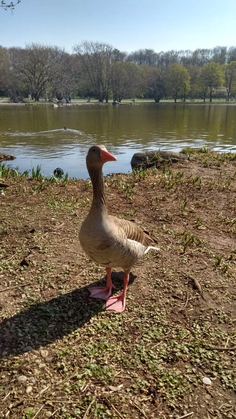 Atmosphere at Rose garden Westpark Munich — travel photo