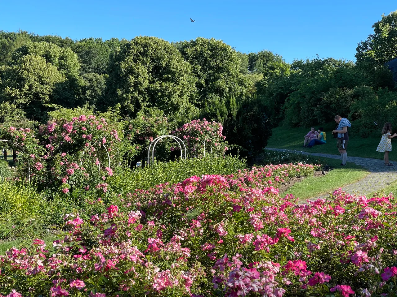 Rose garden Westpark
