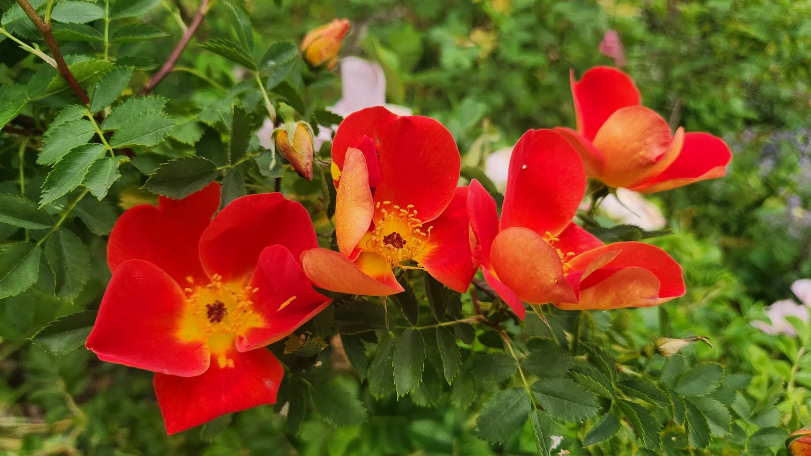 Details at Rosengarten Munich — travel photo