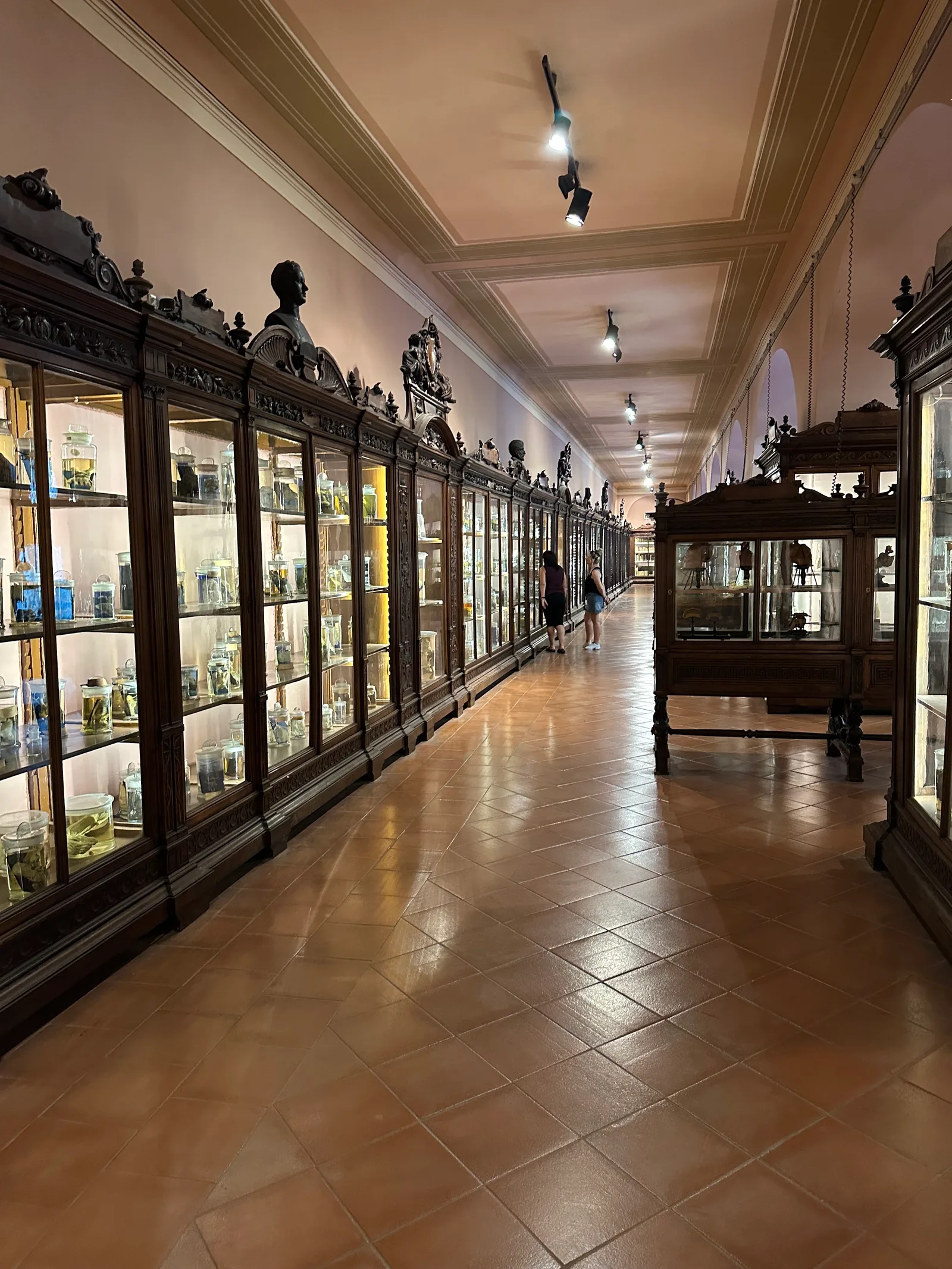 Main view at MUSA - Museo Universitario delle Scienze e delle Arti Naples — travel photo